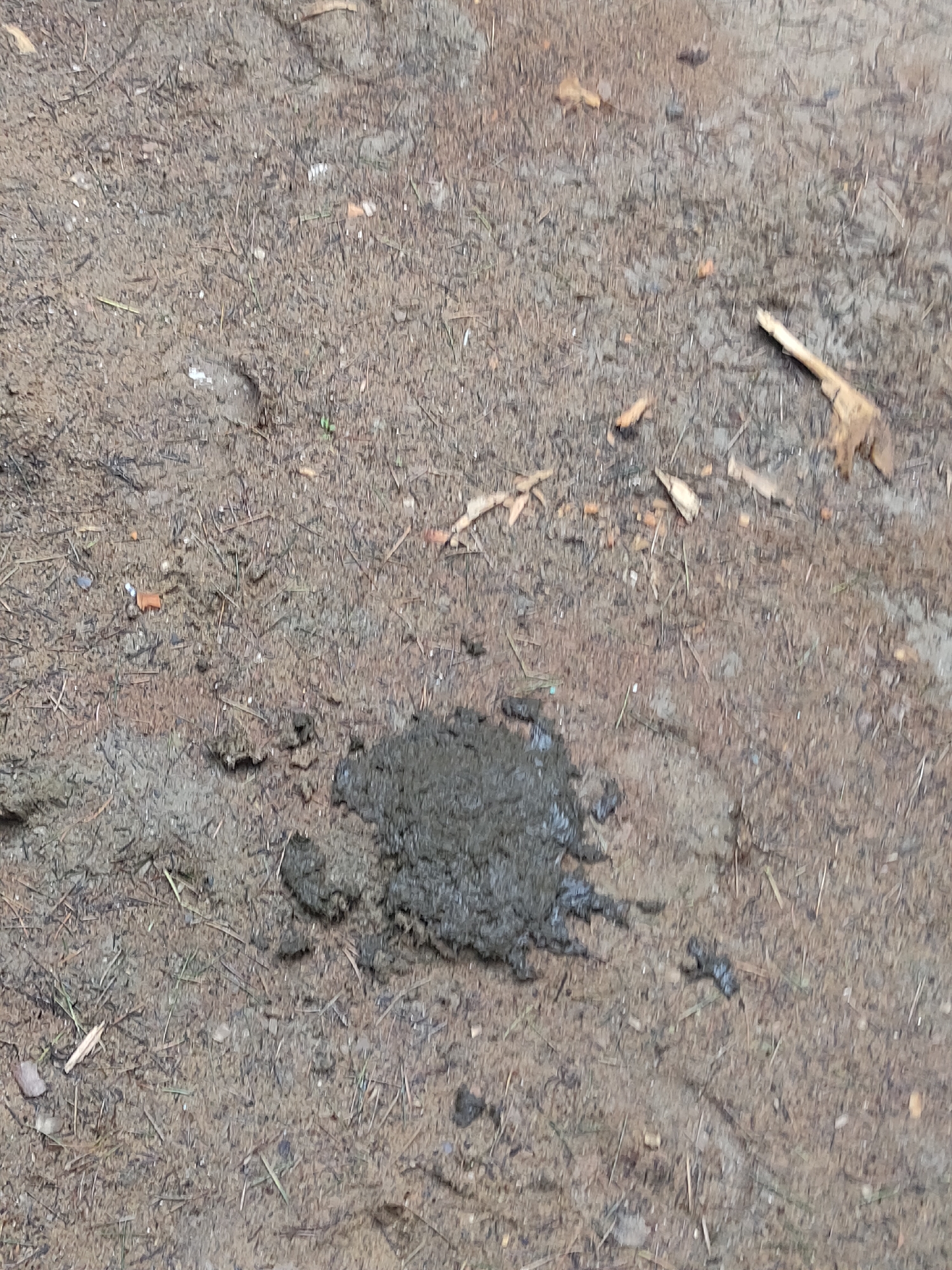 A pile of dark, moist animal feces lies on a dirt ground speckled with dry leaves and twigs. The ground appears damp in places, suggesting recent moisture. Several indistinct impressions or tracks are visible in the dirt surrounding the feces, possibly from animal hooves or feet. The overall scene is outdoors, likely in a natural or semi-natural environment. This image is unlikely to be from within the city of Manali, India, but rather a more rural or forested area.