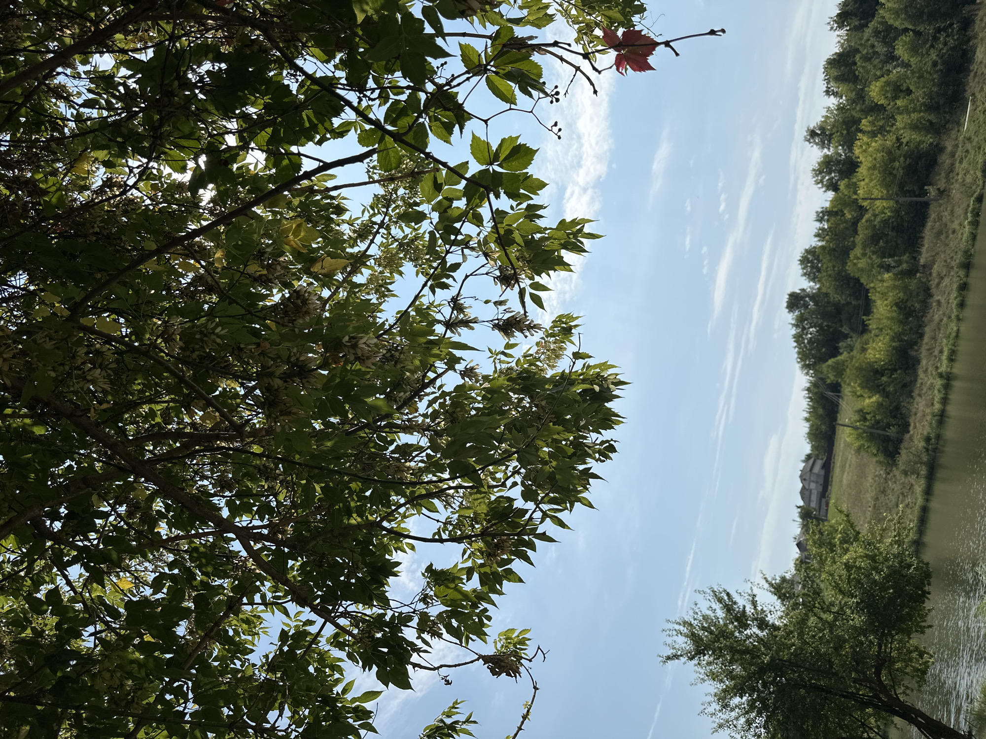 The image depicts a tranquil outdoor scene, likely on the outskirts of Makiv, Ukraine, focusing on the natural landscape. The foreground is dominated by the canopy of a large tree with abundant green leaves and some seed pods, extending from the top of the frame downwards. A single red leaf is visible on a branch on the right side. Below the tree canopy, a body of water, possibly a river or lake, occupies the lower left portion of the image. Across the water, a grassy embankment rises, covered in a mix of trees and vegetation. In the distance, on the crest of the hill, a cluster of houses is visible. The sky is a clear blue with thin white clouds. The lighting suggests it is daytime, with sunlight filtering through the leaves. There are no people or animals present in the image.