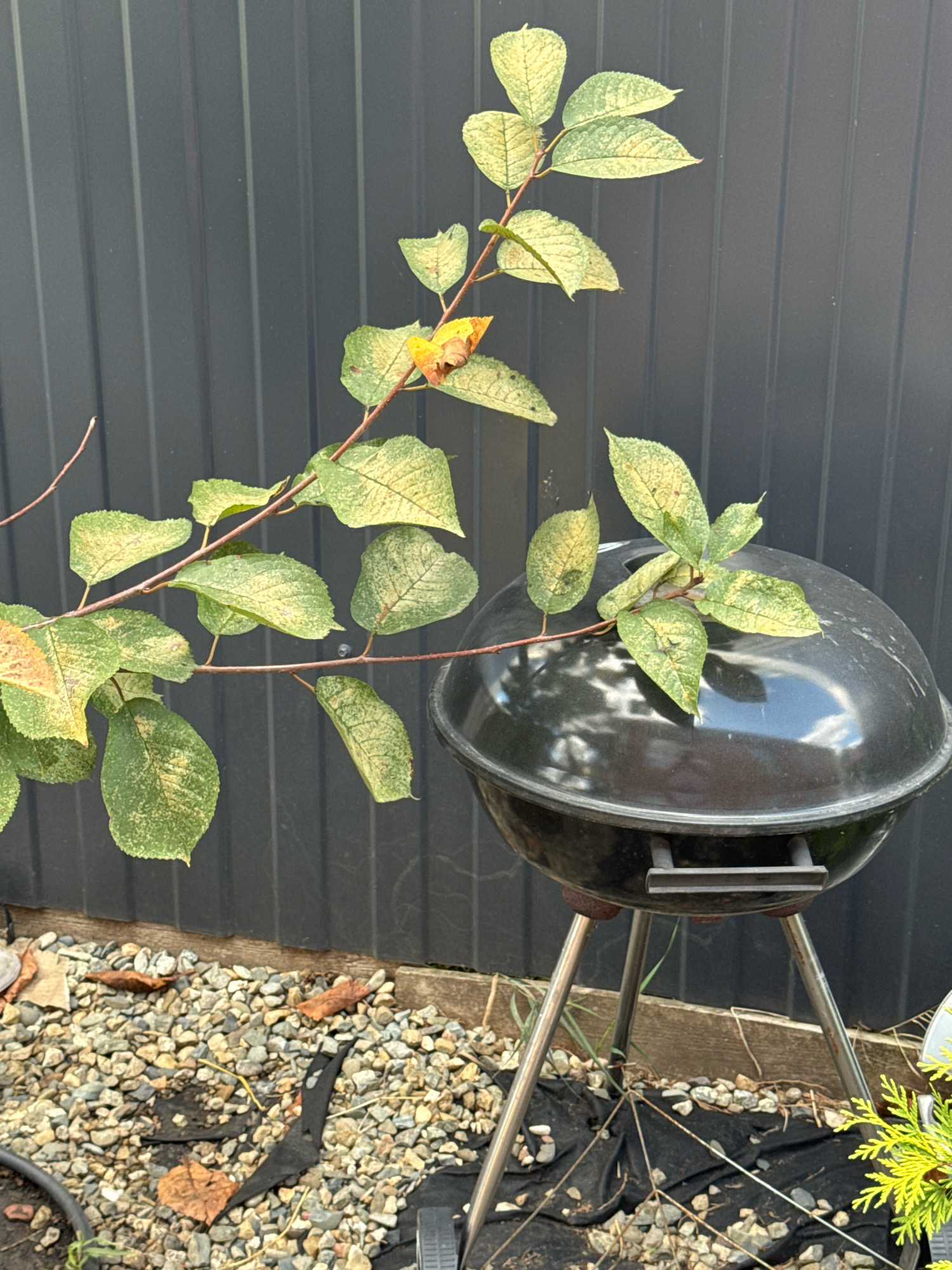 A branch with green and yellow leaves is positioned over a black kettle grill. The grill is on a pebbled ground, with a dark gray corrugated metal fence behind it. A wooden beam separates the pebbles from the fence. The scene is set in Yuzhnyy, Russia.