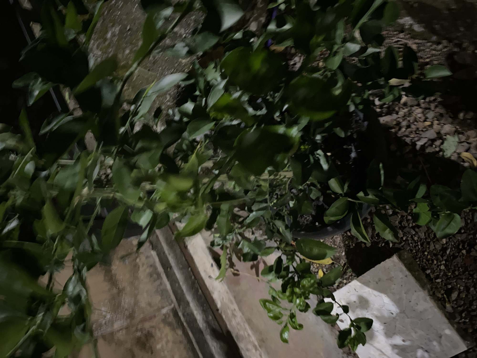 The image shows a potted plant with green leaves. The plant is in a black pot, which is on the ground covered with small stones and soil. To the left of the plant, there is a white rectangular object. In the background, there is a concrete structure with steps. The overall lighting suggests it might be evening or night. The location is identified as Lambaro Kueh, Indonesia.