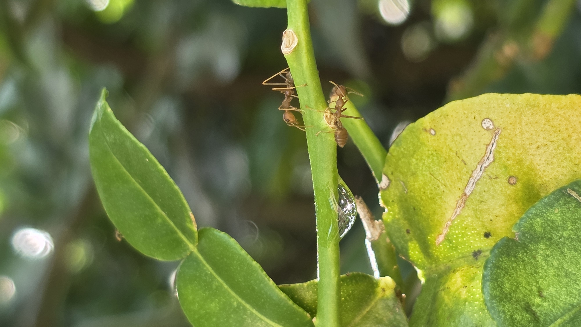 The image shows two ants on a green plant stem, likely in Lhokseumawe, Indonesia. A droplet of water clings to the stem. The leaves are green and appear to be part of a citrus plant. One leaf shows signs of yellowing. The background is blurred, suggesting a shallow depth of field.