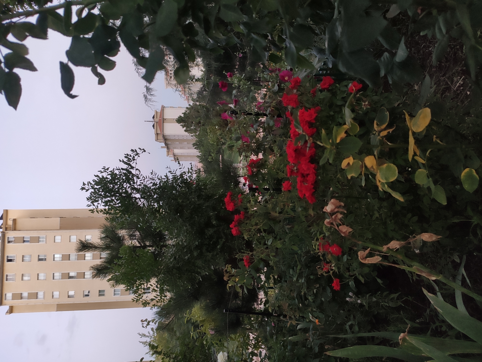 The image depicts a garden scene in front of apartment buildings in Etimesgut, Turkey. In the foreground, there are various plants and flowers, primarily red roses, with some green foliage and dried brown flowers on stalks. In the middle ground, a dark green evergreen tree stands out. In the background, there are two multi-story apartment buildings with light-colored facades and numerous windows. The sky is overcast and a muted light suggests it is either early morning or late evening. The scene is devoid of any people or visible actions.