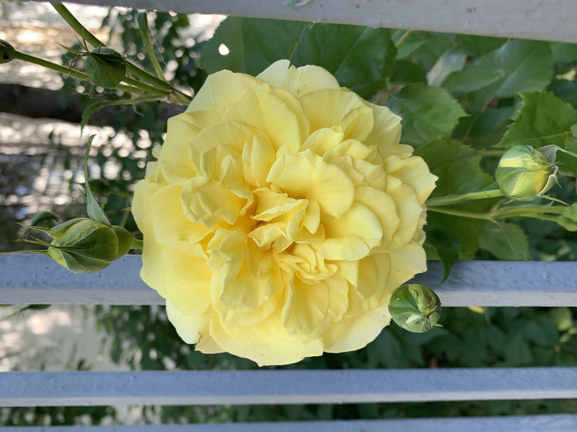 The image displays a close-up of a vibrant yellow rose in full bloom, centrally positioned. The rose is characterized by its numerous, densely packed, soft yellow petals, exhibiting a rich, layered texture. Several green rosebuds accompany the main flower; two are visible on the left side, still tightly closed, and one on the right, which appears slightly more open with hints of yellow peeking through its green sepals. Another small bud is visible near the bottom right.
The rose and its buds are surrounded by lush green foliage, consisting of typical rose leaves, which are somewhat blurred in the background, suggesting a shallow depth of field. A light grey, horizontally slatted fence runs across the lower portion of the image, positioned in front of and behind parts of the rose, indicating an outdoor setting such as a garden or balcony. The background behind the foliage shows soft, bright, out-of-focus areas, implying natural daylight. The scene captures the beauty and growth of the rose plant on what appears to be a clear, bright day. There is no visible text in the image.