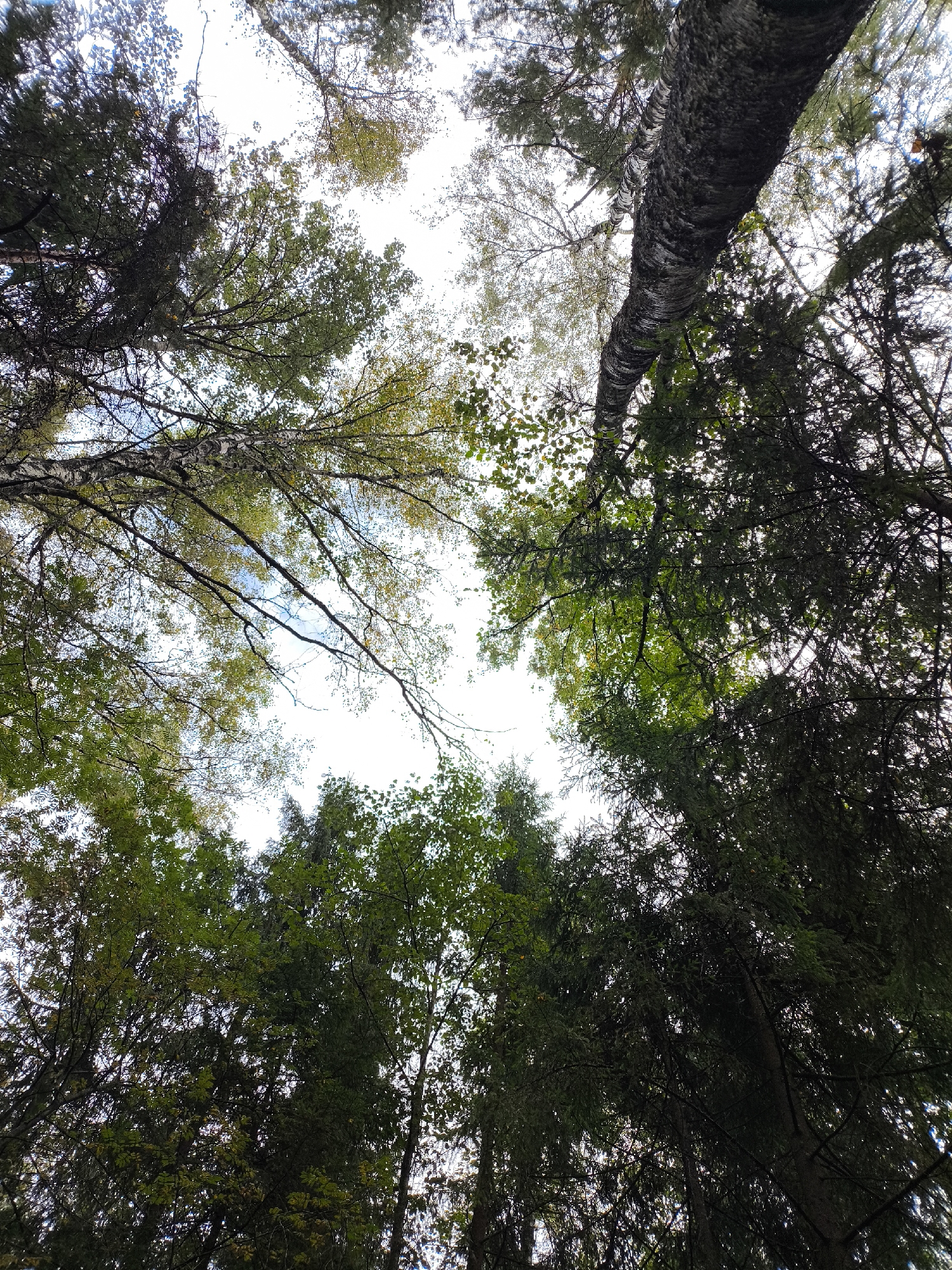 The image shows a low-angle view looking up through a forest canopy towards a bright, overcast sky. The scene is dominated by the dense foliage of various trees, including what appears to be a birch tree with its distinctive white and black bark prominently positioned in the upper right quadrant, extending diagonally across the frame. The leaves on the trees are a mix of green and yellow, suggesting it may be late summer or early autumn. The branches of the trees are intertwined, creating a complex pattern against the sky. There are no people or animals visible in the image, and the environment appears to be a natural forest setting. The lighting is diffuse and bright, indicating an overcast day. The location is identified as Гудок Снт, Russia.