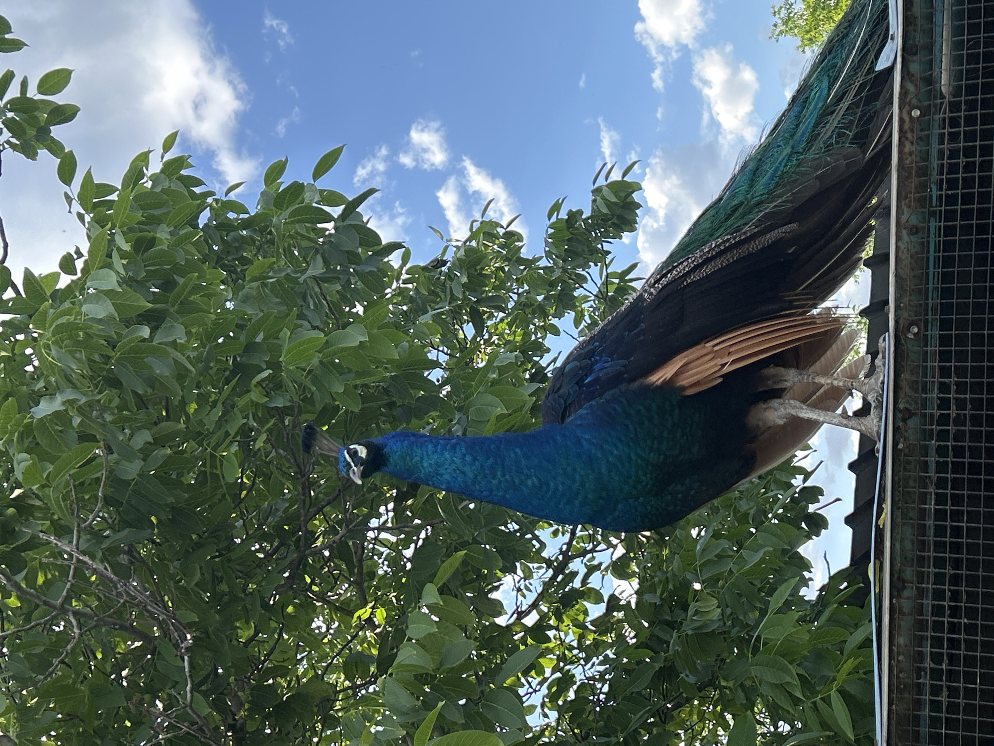A peacock stands on top of a structure, with green foliage and a blue sky with scattered clouds in the background. The location is Burgas, Bulgaria.