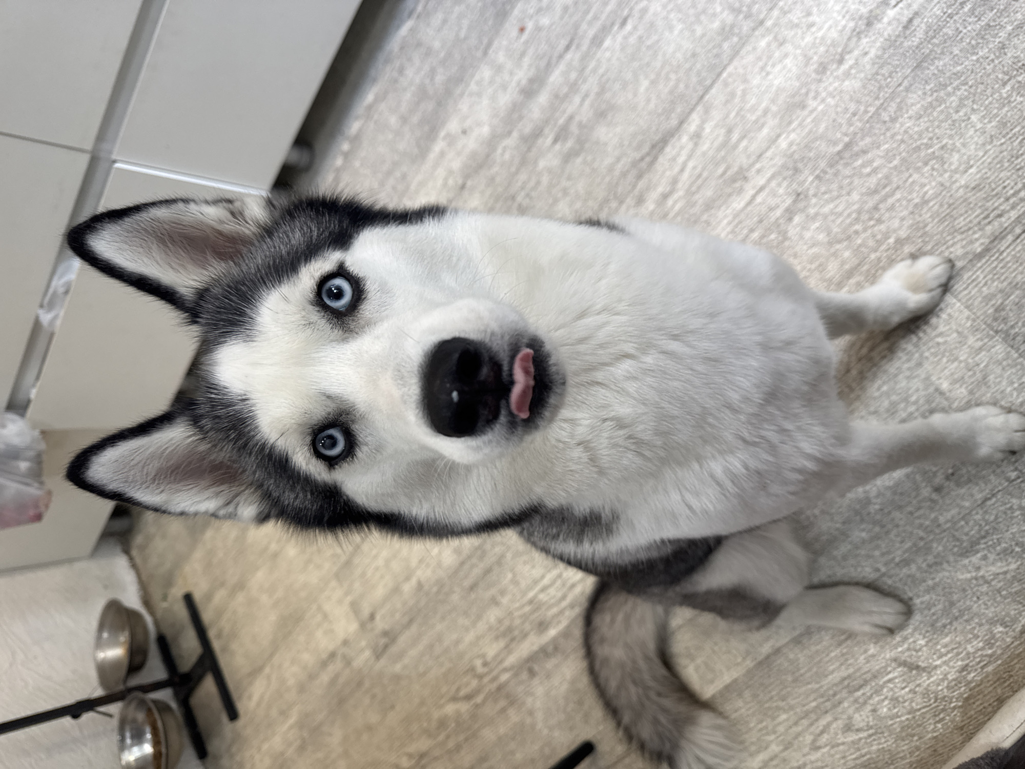 A black and white husky dog with striking blue eyes is prominently featured, sitting on a light-colored floor and looking directly upwards towards the camera. The dog's head is slightly tilted, and a small pink tongue is playfully peeking out from its mouth, suggesting a curious or friendly demeanor.
The scene is set indoors, likely a domestic environment such as a kitchen or living area, characterized by light wooden or laminate flooring. In the background to the left of the dog, an elevated stand holds two silver-colored metal bowls, presumably for food and water. White cabinets or furniture line the wall in the upper left portion of the image. A soft, light-textured surface, possibly a mat or rug, is partially visible beneath the dog's right paw and tail area, near the bowls.
The lighting is bright and even, indicating an indoor daytime setting. The dog appears alert and engaged, its pose and expression conveying a sense of playfulness and curiosity. There is no visible text in the image.
