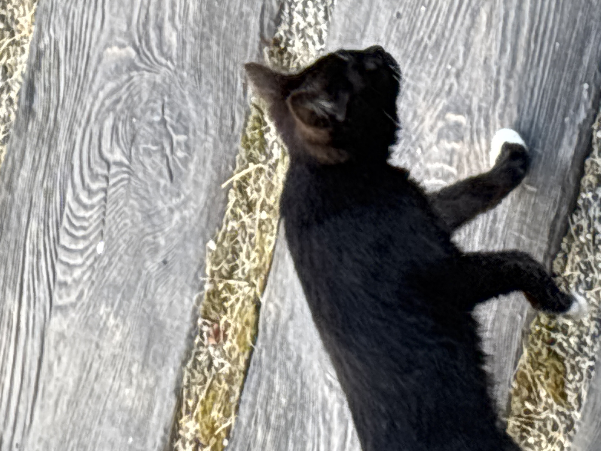 A black cat is walking on a wooden surface, which appears to be a deck or boardwalk, in Zvenigorod, Russia. The cat is seen from the side, with its body extending from the left to the right of the frame. It has dark fur, pointed ears, and a white marking on its front paw. The wooden surface has a weathered, grey appearance with visible grain patterns. There are patches of dried vegetation, possibly grass or straw, along the edges of the wooden planks. The lighting suggests an outdoor environment, possibly during the daytime. The image is a close-up shot, focusing on the cat and its immediate surroundings.