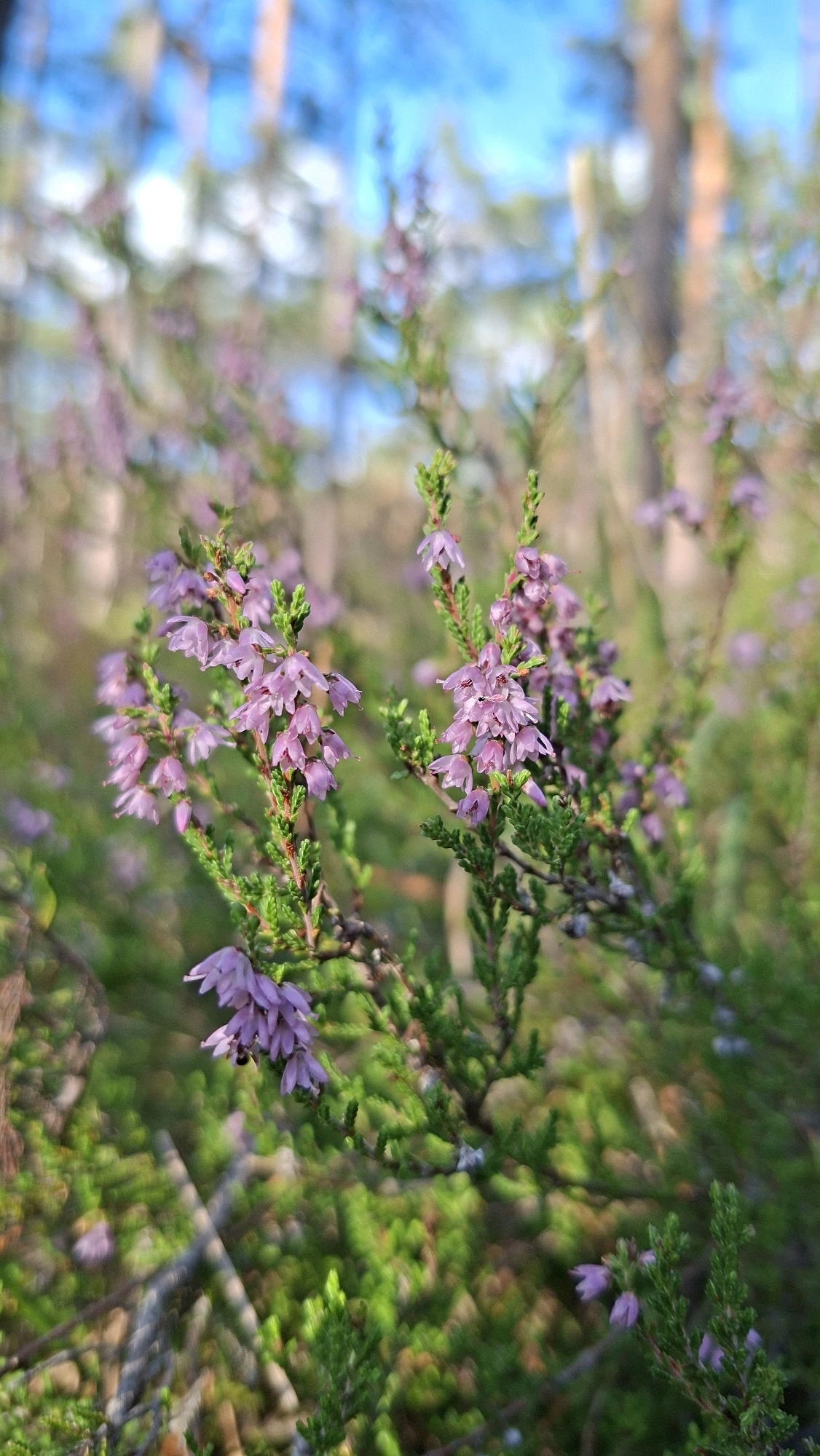 In a natural outdoor setting, likely a forest or woodland area, clusters of delicate purple heather flowers are in bloom. The flowers are small and bell-shaped, growing in dense spikes along the green, needle-like stems of the heather plant. The background is softly blurred, with hints of tree trunks, green foliage, and a bright blue sky, suggesting a sunny day. The image captures the detail of the heather flowers and their surrounding environment, creating a serene and naturalistic scene. There are no people or identifiable structures in the image, and no specific landmarks in Winkelhaid, Germany are visible.