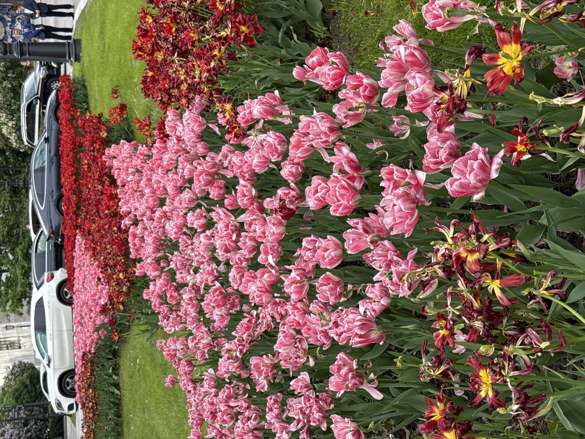 This image captures a vibrant floral display in Saint Petersburg, Russia, featuring long, dense beds of tulips alongside a street with parked cars. The scene is set during the daytime, likely in late spring or early summer, given the condition of the flowers.
The primary subjects are the numerous tulips, arranged in distinct rows. A prominent row of light pink, double-flowered tulips with ruffled white edges runs through the center of the frame. Many of these are in full, abundant bloom, while some exhibit early signs of fading. To the right and slightly behind this pink array, there is a section of red and yellow variegated tulips. These appear to be further past their prime, with many petals drooping, withered, and displaying a more dried appearance.
Along the left side of the flowerbeds, several cars are parked parallel to the curb, including a black sedan clearly visible, along with glimpses of white and grey vehicles. In the far background, partially obscured by the cars and foliage, a few people are visible standing on a sidewalk, dressed in light coats. A well-maintained strip of green grass separates the flowerbeds from the paved area.
The lighting is soft and even, suggesting an overcast or partly cloudy day, which enhances the vibrant colors of the flowers. The scene depicts a tranquil urban environment adorned with seasonal blooms. No visible text is present in the image.