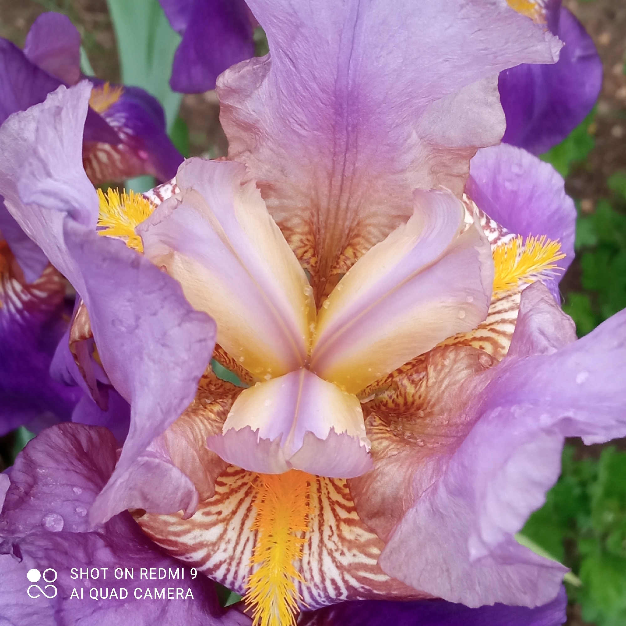 This media file features a detailed, high-resolution close-up of a vibrant iris flower, likely photographed in a garden setting in Ольховка, Russia. The flower exhibits a rich palette of colors, primarily purple and yellow.
The large, soft petals are ruffled, transitioning from a delicate lavender-purple on their outer edges to a creamy, light yellow towards the center. Deeper within the flower, the petals display a striking pattern of striped browns and oranges, creating a distinct visual texture. Bright, spiky yellow structures, characteristic of an iris's "beard" or stigmas, are prominently visible at the base of the inner petals.
Numerous small water droplets cling to the petals, suggesting the flower was recently exposed to rain or morning dew. The background is softly blurred, revealing green foliage and hints of other purple iris petals, indicating a natural, outdoor environment. The lighting is bright and even, consistent with a daytime photograph.
A watermark is present in the bottom left corner, reading: "SHOT ON REDMI 9 AI QUAD CAMERA". The image captures the intricate beauty and fresh state of the flower.