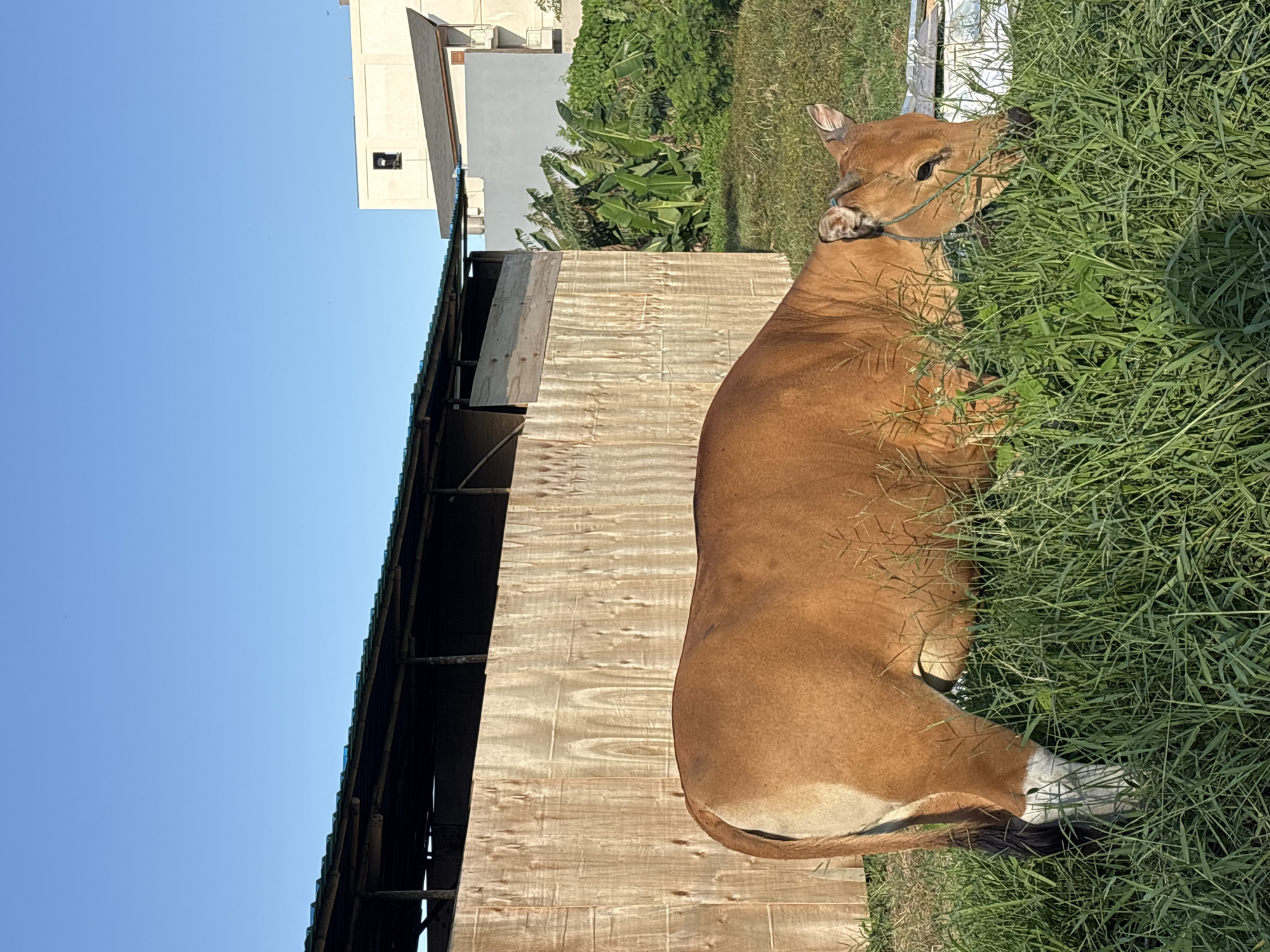 A sideways view of a brown cow grazing in a grassy area near a wooden structure. The cow is light brown with some white markings on its legs and face. It is facing right and appears to be eating grass. Behind the cow is a tall, wooden structure with a dark roof. In the background, there is a building and some vegetation, including banana trees. The sky is clear and blue. The location is Mengwi, Indonesia.