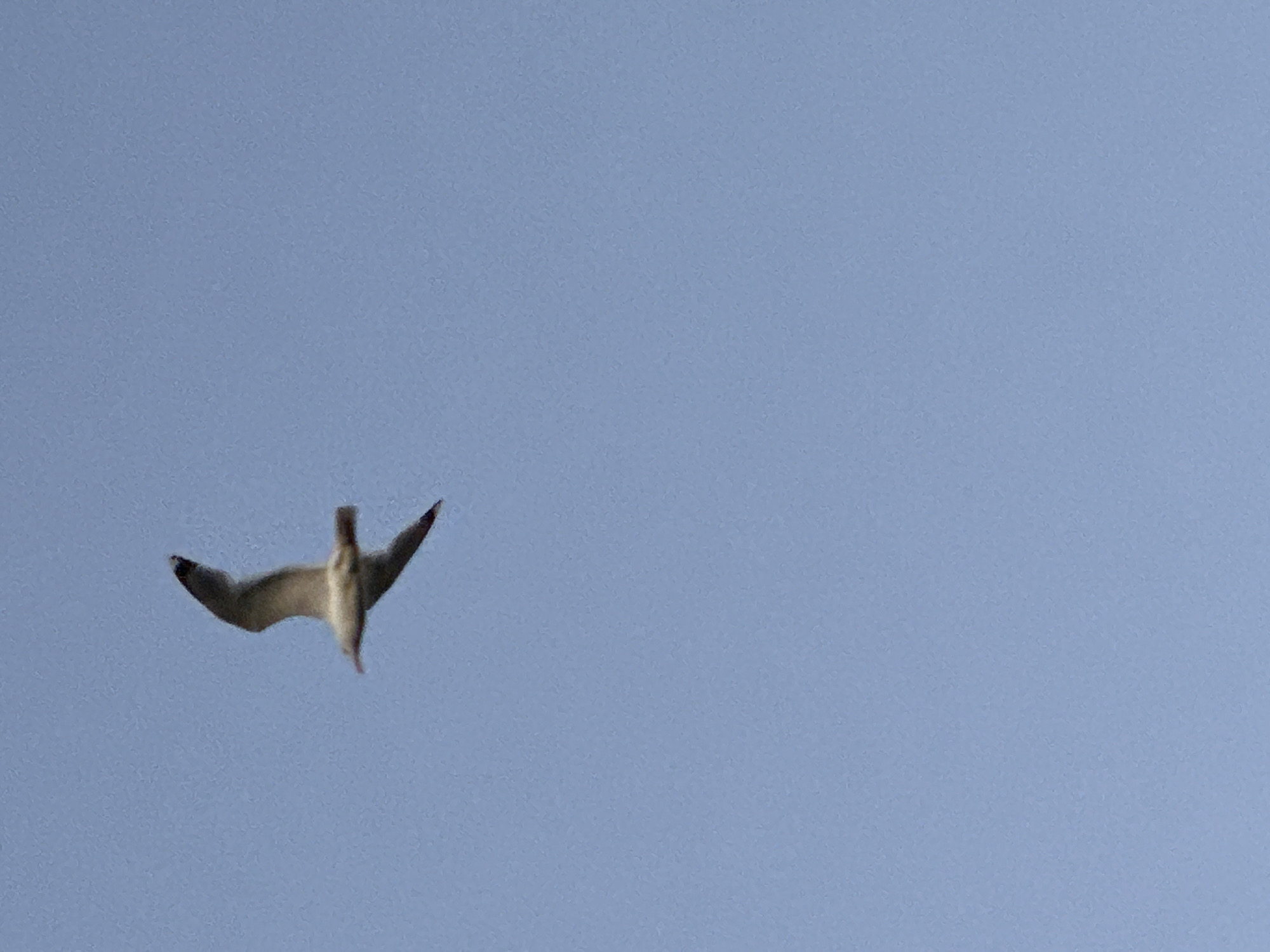A bird flies against a clear blue sky. The bird is positioned on the left side of the frame, facing away from the viewer. There is no evidence in the image to suggest that this image was taken in Minsk, Belarus.