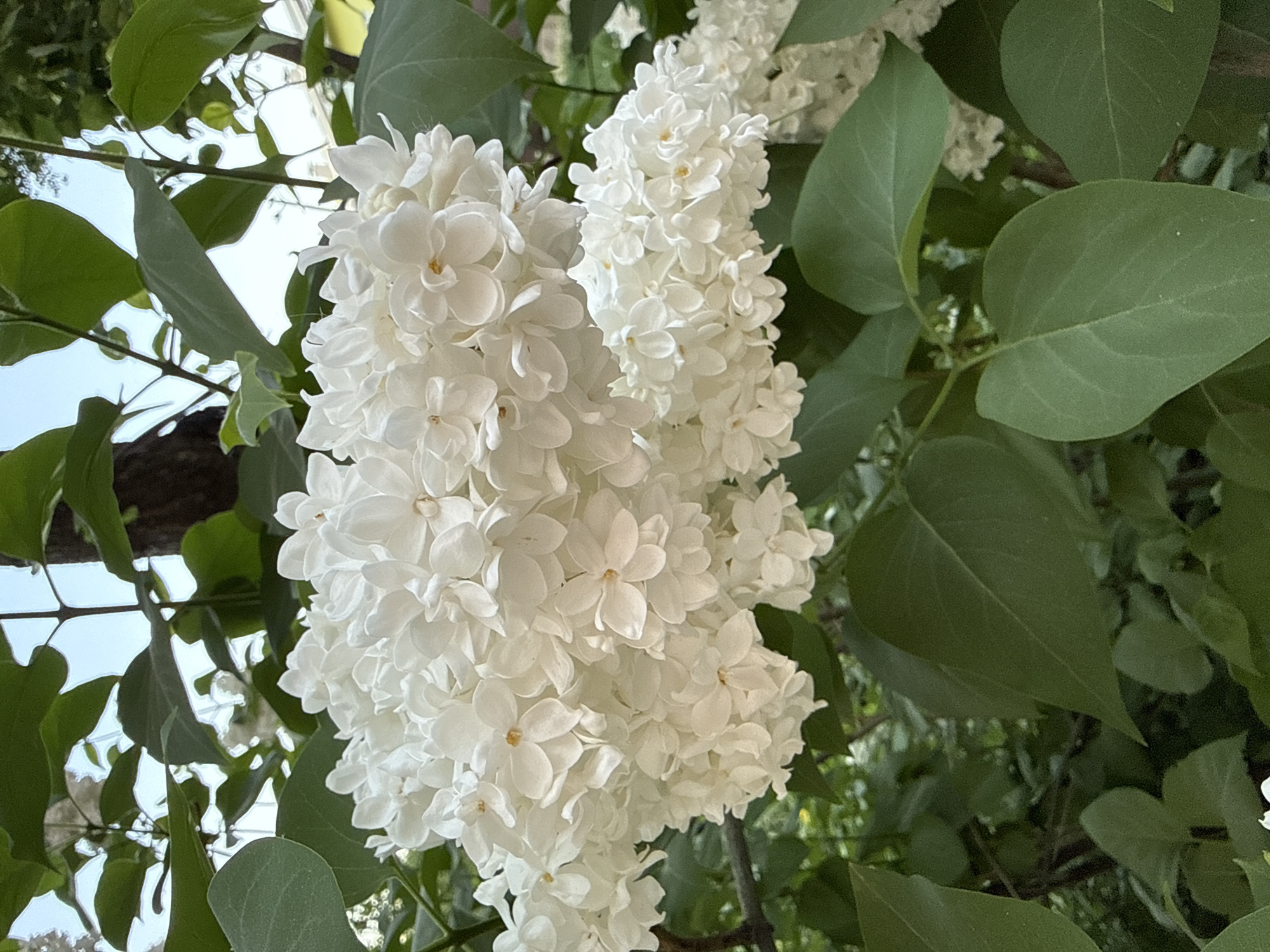 The image shows a close-up view of white lilac blossoms. Lush green leaves surround the floral clusters. Based on the prompt, the location is specified as Votkinsk, Russia, although no specific details in the image confirm this geographic context.