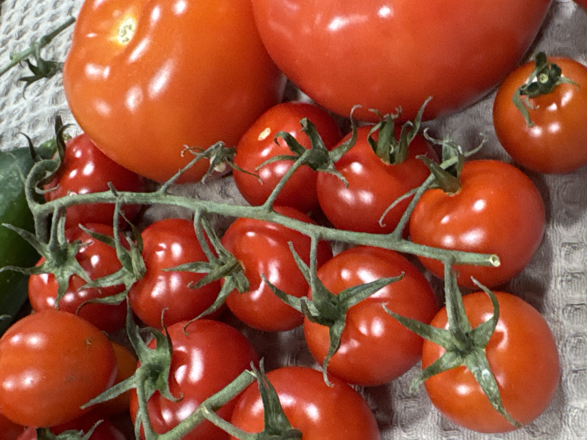 The image depicts a collection of fresh, red tomatoes of varying sizes. Several small tomatoes are still attached to a green vine, while larger, individual tomatoes are also present. The arrangement suggests they might have been recently harvested. The background is a neutral-toned, textured surface. The scene is indoors. There is no indication that the scene is located in Chaikovsky, Russia. There are no people in the image.