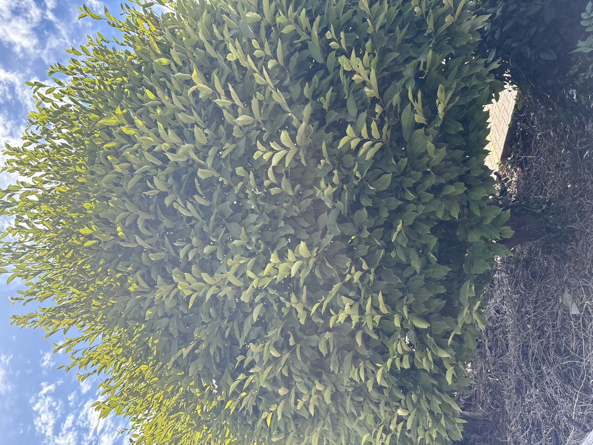 The media file displays a close-up, upward-facing view of a dense, green tree canopy against a bright blue sky dotted with wispy white clouds. The leaves are numerous and appear to be oblong with serrated edges. The sunlight filters through the leaves, creating a dappled effect and highlighting some of the lighter green foliage on the left side of the frame.
To the right of the dense green leaves, there is a patch of dried, brown, twiggy material, possibly dead branches or a different type of vegetation. In between these two textures, a small section of a light-colored, paved surface, possibly a brick or stone pathway, is visible, catching the sunlight.
The overall impression is one of nature's abundance and texture. The scene suggests an outdoor setting, likely during the daytime with pleasant weather given the clear sky and sunlight. The focus is entirely on the natural elements of the tree and sky, with the man-made path offering a subtle hint of human presence in the environment. There is no visible text in the image.