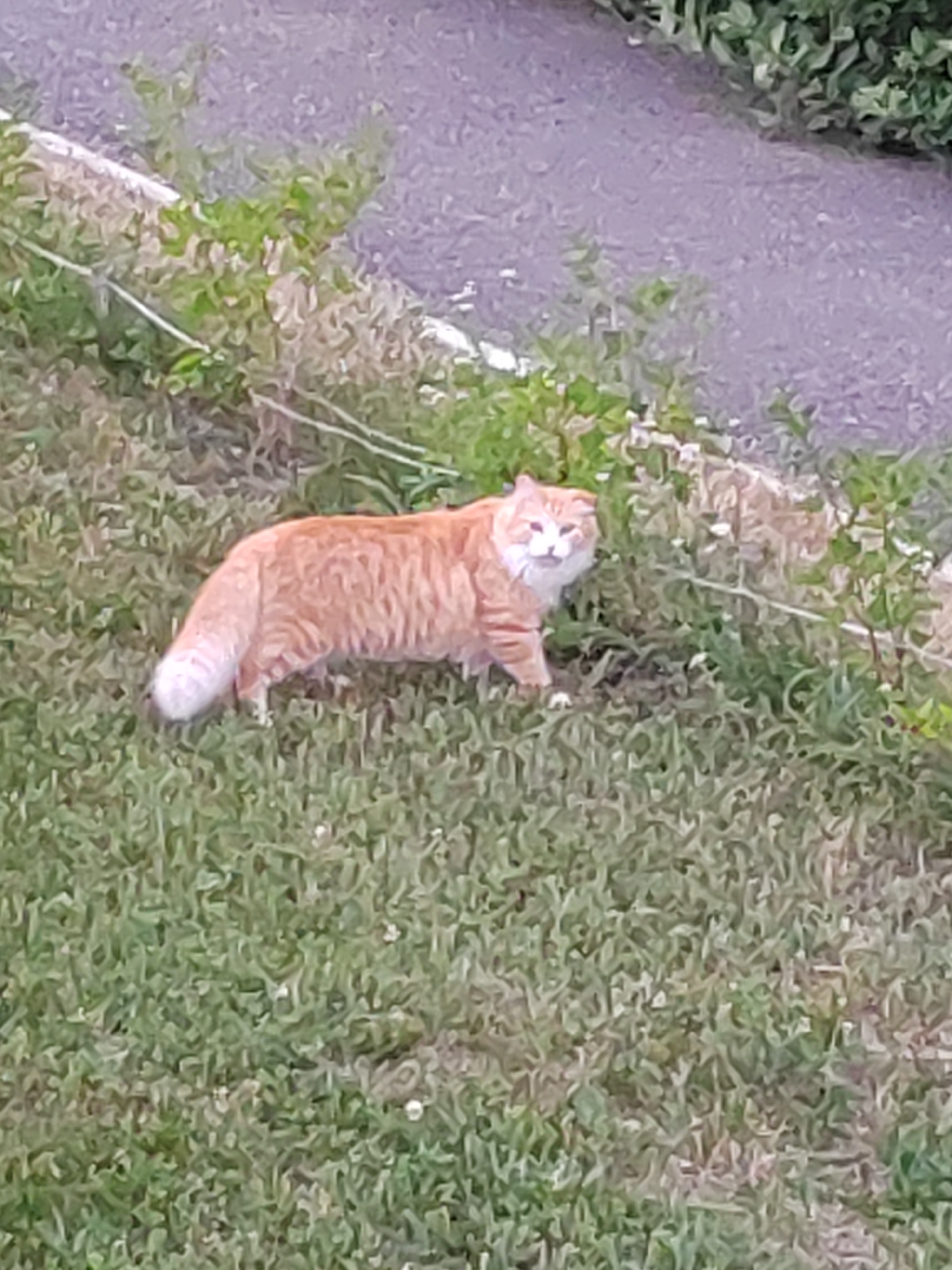 The image shows an orange tabby cat standing on a grassy slope next to a paved area. The cat is looking towards the camera with its mouth slightly open. The grass is green and appears to be well-maintained. There are some small white flowers scattered in the grass. The paved area is a light grey color and has some texture, suggesting it could be asphalt or gravel. Green foliage is visible on the left and right sides of the image, bordering the paved area and the grassy slope. The lighting suggests it is daytime, possibly overcast or late afternoon due to the muted colors and lack of strong shadows. The overall scene depicts a common outdoor setting, possibly a park or a residential area in Kemerovo, Russia. There is no visible text in the image.