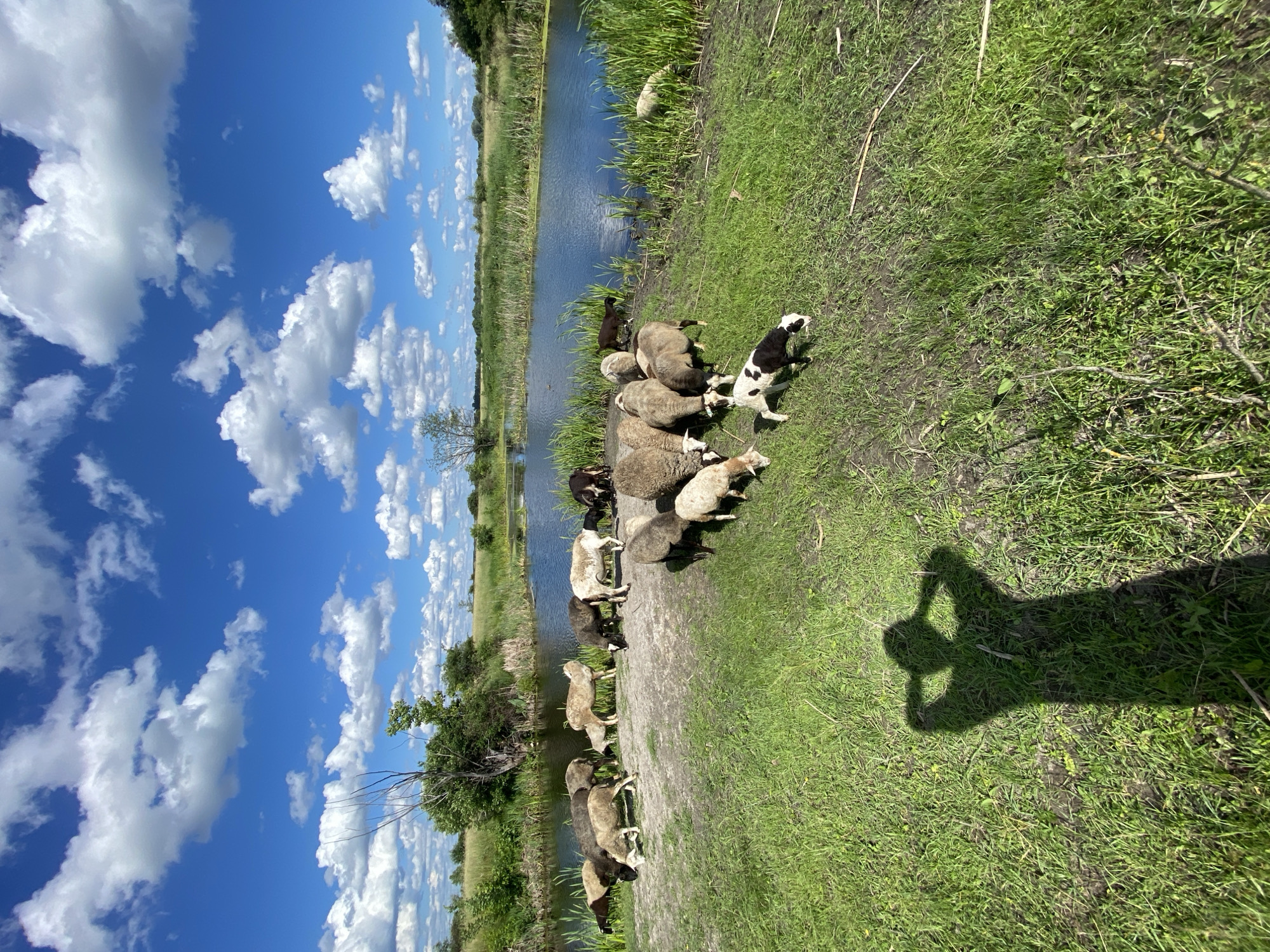 The image captures a flock of sheep grazing on a grassy area near a body of water. The water is surrounded by tall green reeds and vegetation, reflecting the blue sky dotted with white, fluffy clouds. In the foreground, a silhouette of a person with their hands raised to their head is visible, suggesting the photographer's presence. The sheep, varying in shades of white, brown, and black, are spread out, with some clustered together and others more distant. One small black and white lamb stands out amongst the adults. The overall environment appears rural, likely a pasture or field. The approximate location is Ustyvytsia, Ukraine.