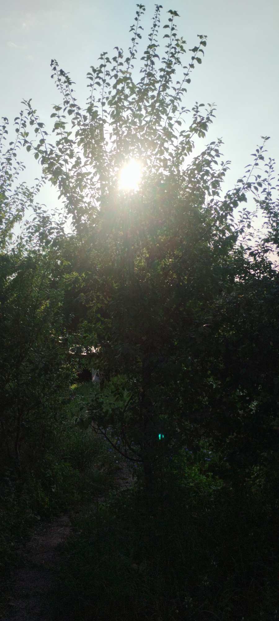 The image depicts an outdoor scene with dense foliage and the sun shining brightly through the leaves of a tree. The sun's rays create a strong lens flare effect, obscuring some of the background detail. In the middle ground, there appears to be a structure or possibly a person obscured by the vegetation. The foreground consists of grass and a pathway. The lighting suggests it is daytime, likely late afternoon or early evening due to the angle of the sun. The scene appears to be a natural or semi-natural environment, possibly a backyard or a park, with elements of greenery and man-made structures. There is no specific information indicating the location in Yaroslavskaya, Russia within the image itself.