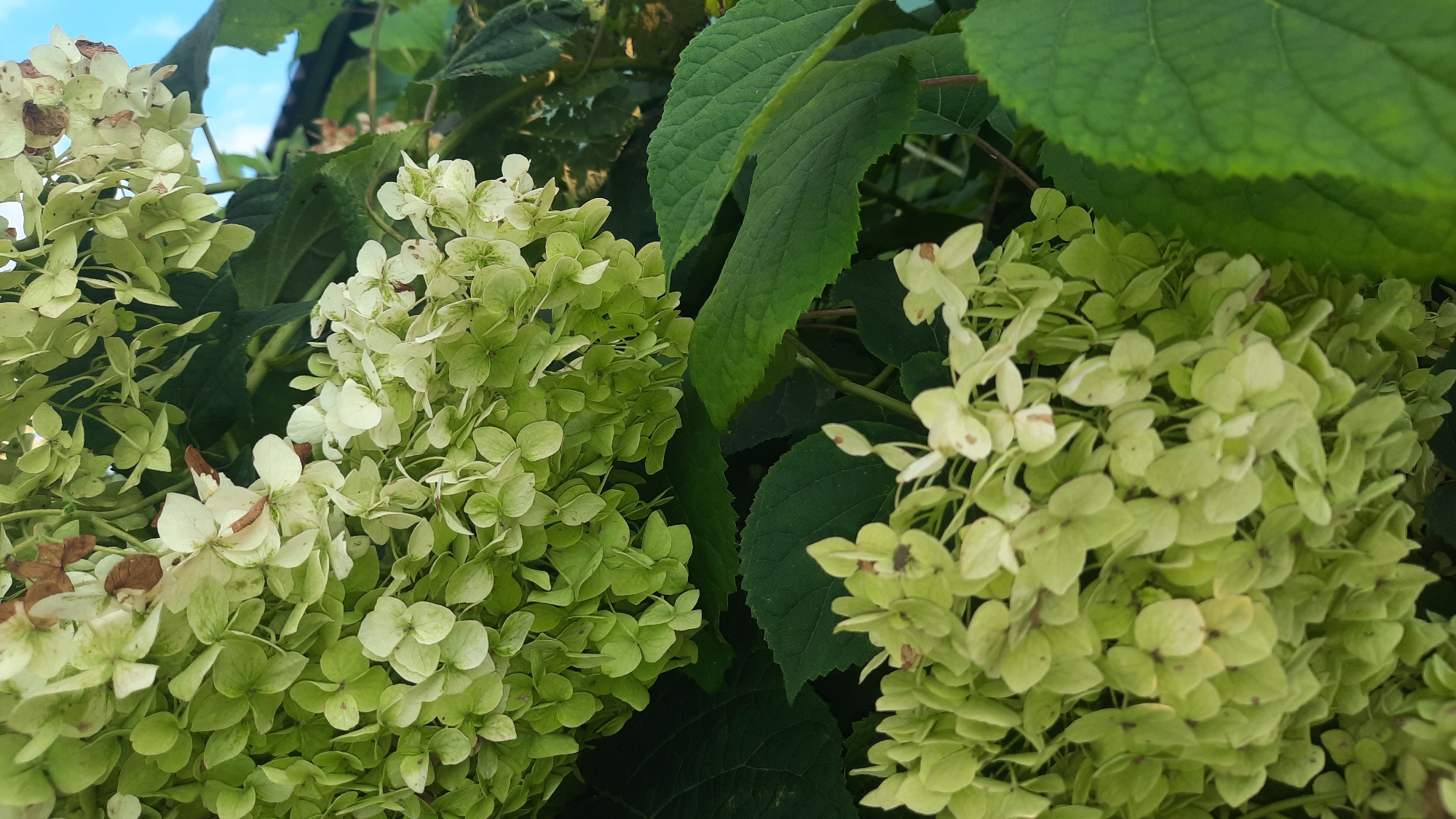 The image shows a close-up view of light green and white hydrangea flowers, with some dried brown petals interspersed. The flowers are in clusters, with many small, individual florets forming each cluster. Dark green leaves are visible behind and below the flowers. The background shows a bright blue sky and hints of a dark structure, possibly a fence or building. The overall impression is of a garden scene. Without further information, it is impossible to determine the specific location within the city of Шклоў, Belarus.