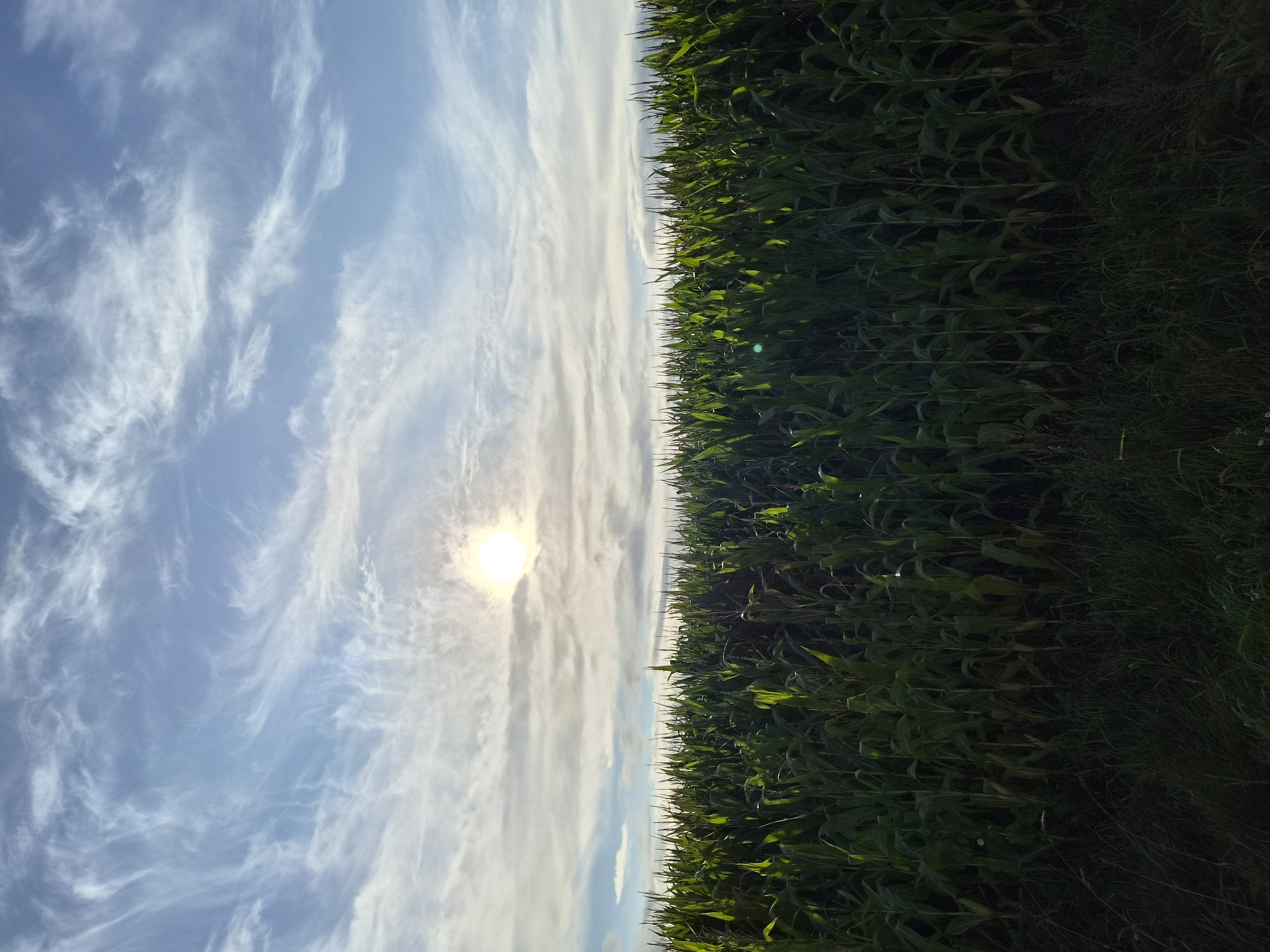 An outdoor, low-angle, full shot captures a sunlit cornfield in Schiffdorf, Germany. The bright sun is partially obscured by wispy clouds in the upper portion of the sky. The field is densely packed with tall, green corn stalks that fill the lower two-thirds of the frame. The stalks are lit from above by the sun, creating a sense of depth and texture. The foreground shows a dark, grassy verge. The scene evokes a feeling of rural tranquility and the warmth of a summer day.