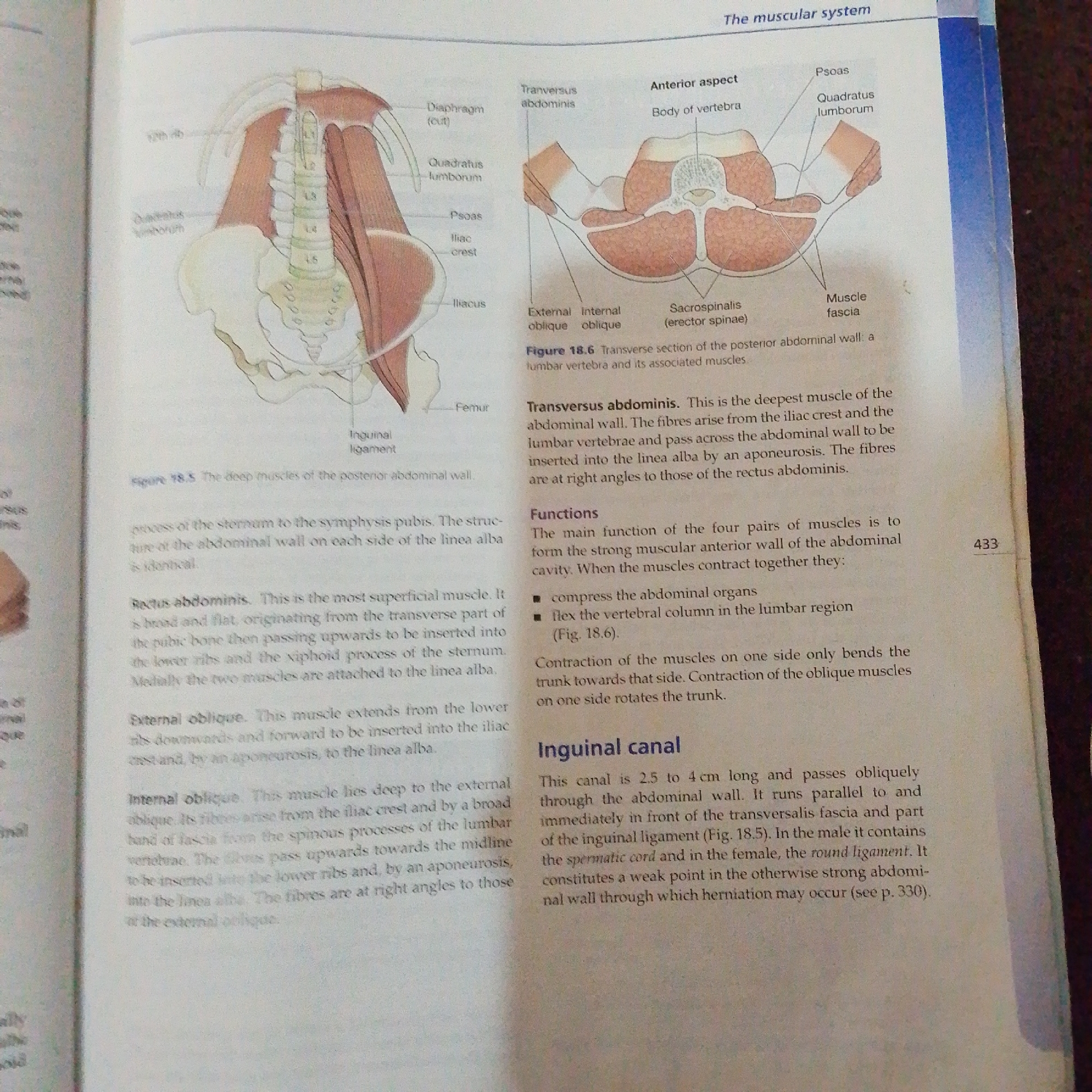 The image is a textbook illustration showing the muscles of the posterior abdominal wall and a transverse section of the lumbar vertebrae and associated muscles. The illustration on the left depicts the deep muscles of the posterior abdominal wall, including the Quadratus lumborum, Psoas, Iliacus, and Femur. The illustration on the right is a cross-section of the lumbar region, showing the Body of vertebra, Sacrospinalis (erector spinae), Transversus abdominis, External oblique, and Internal oblique muscles, as well as muscle fascia. The text describes the Transversus abdominis, Rectus abdominis, and External oblique muscles, as well as the functions of these muscles and the inguinal canal. There is no information in the image or text related to the city of Jalingo, Nigeria.
