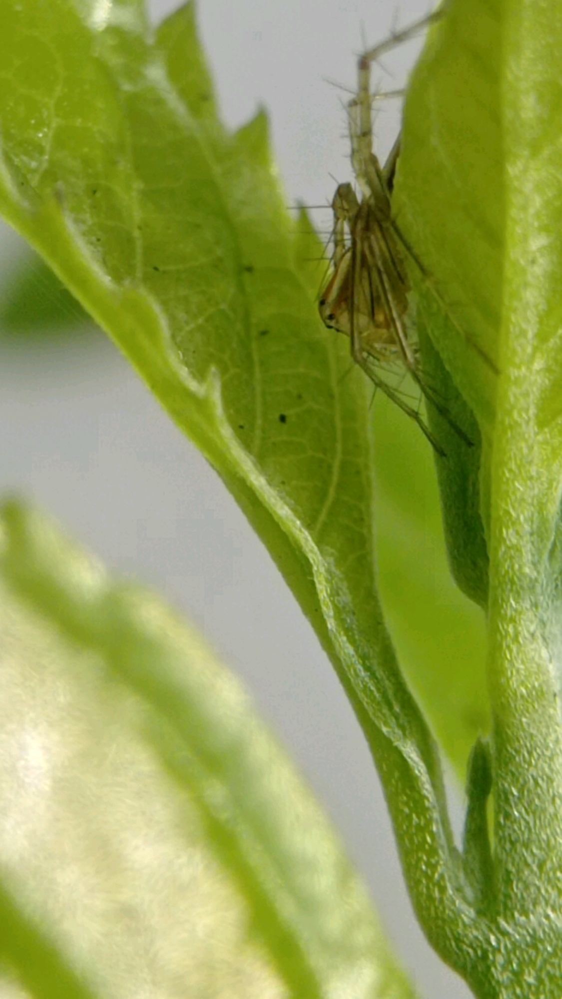 A close-up, macro shot shows a small, light brown spider hanging upside down from a bright green leaf. The spider has long, spindly legs covered in fine hairs. Its body appears segmented. The leaf it's on has a textured surface with visible veins. Another green leaf is visible in the foreground, out of focus. The background is a blurry, light gray. This image was captured in Bedali, Indonesia.