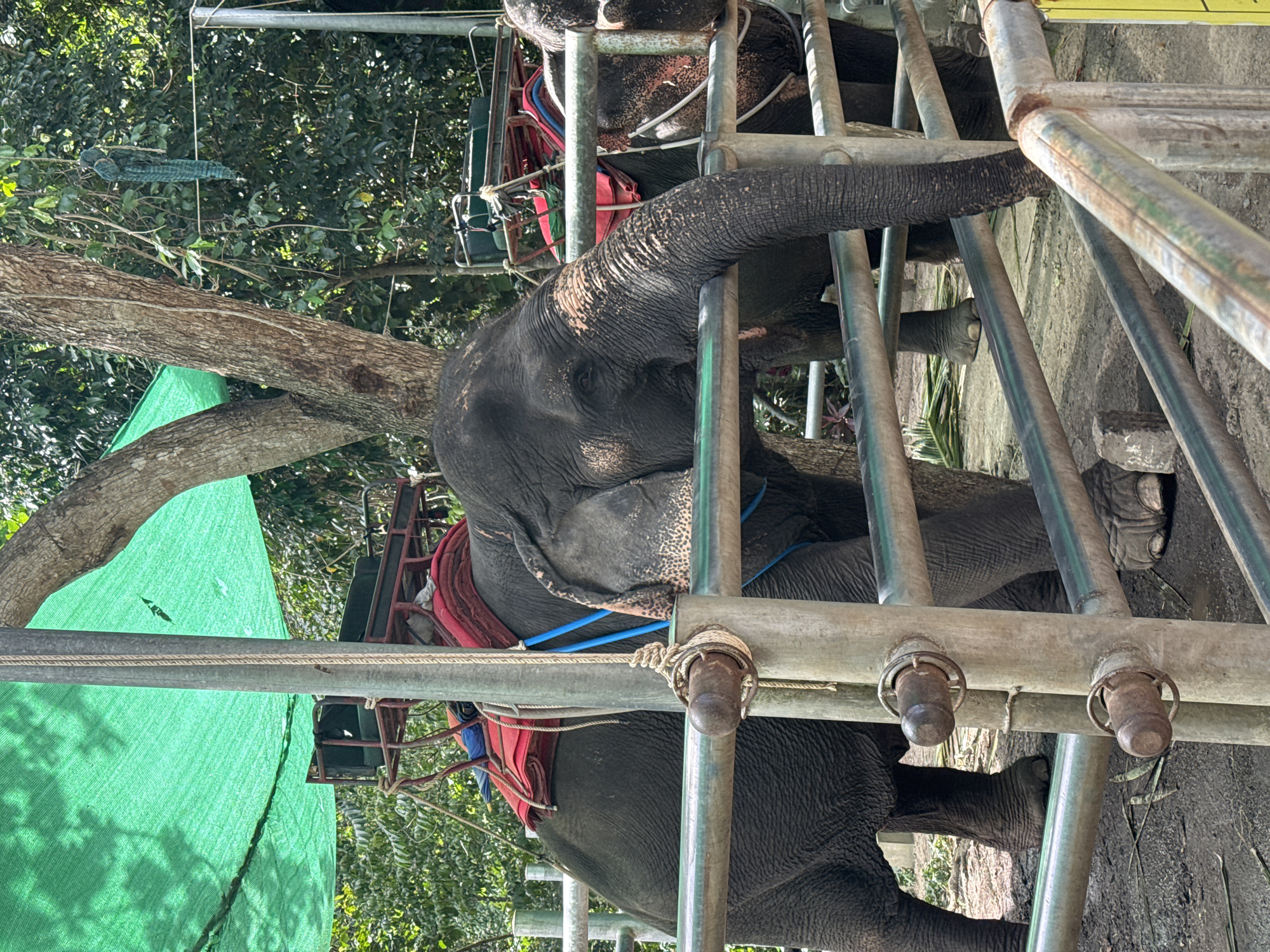 The image captures a close-up of an elephant with its trunk resting on a metal fence. The elephant is equipped with a saddle, suggesting it is part of an elephant riding tour. The scene appears to be outdoors in a tropical environment, likely in a tourist area. A green tarp is visible in the background, providing shade. The overall impression is that of an elephant waiting for or being prepared for a ride. The location is likely Ko Samui District, Thailand, a popular destination for elephant tourism.