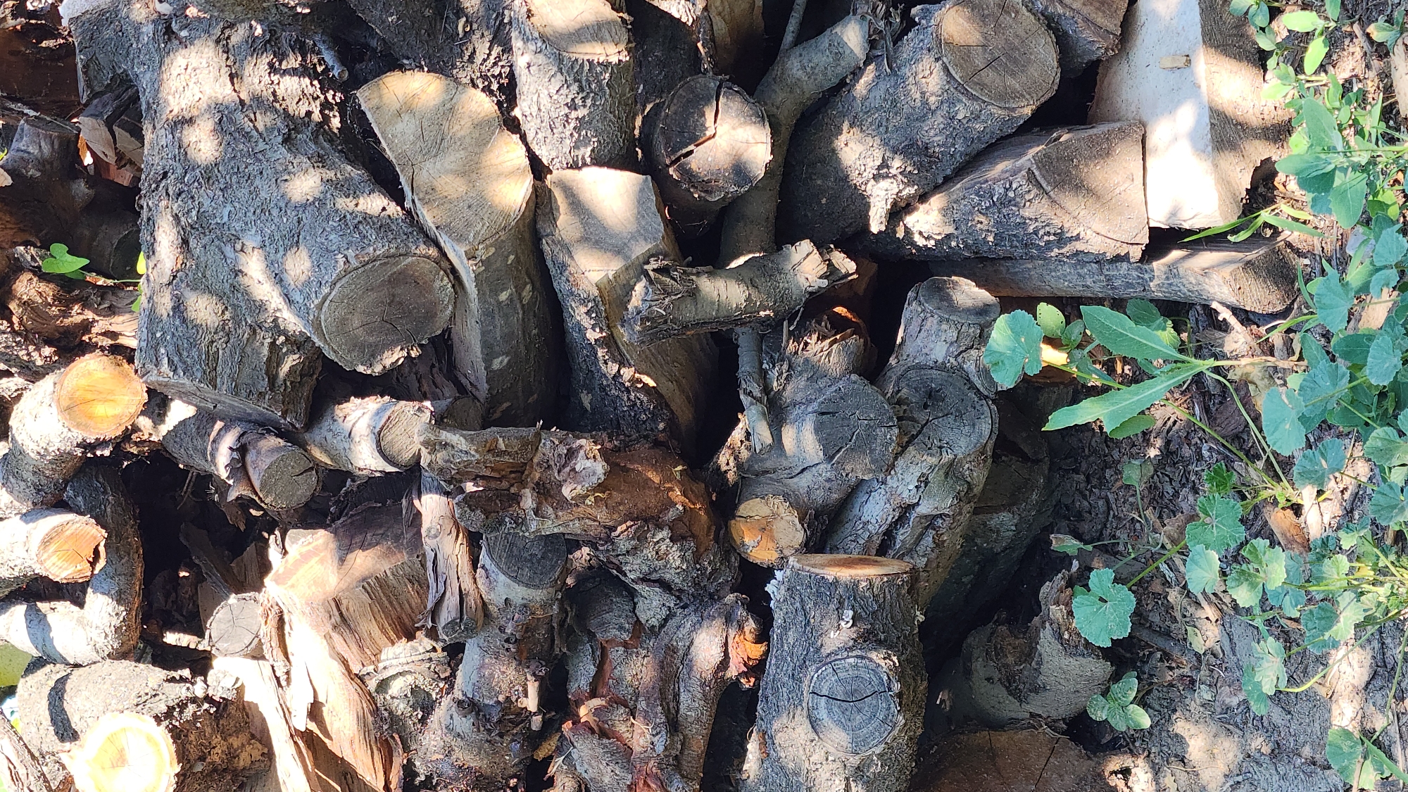 A stack of cut firewood is piled outdoors in Baghramyan, Armenia. The logs vary in size and diameter, with rough bark and visible grain patterns on the cut ends. Sunlight casts dappled shadows across the wood, highlighting its texture. Green plants, including some with round leaves and others with long, slender ones, grow in the foreground at the base of the woodpile, interspersed with dry leaves and soil. The scene appears to be a natural, outdoor setting, possibly a yard or a rural area.