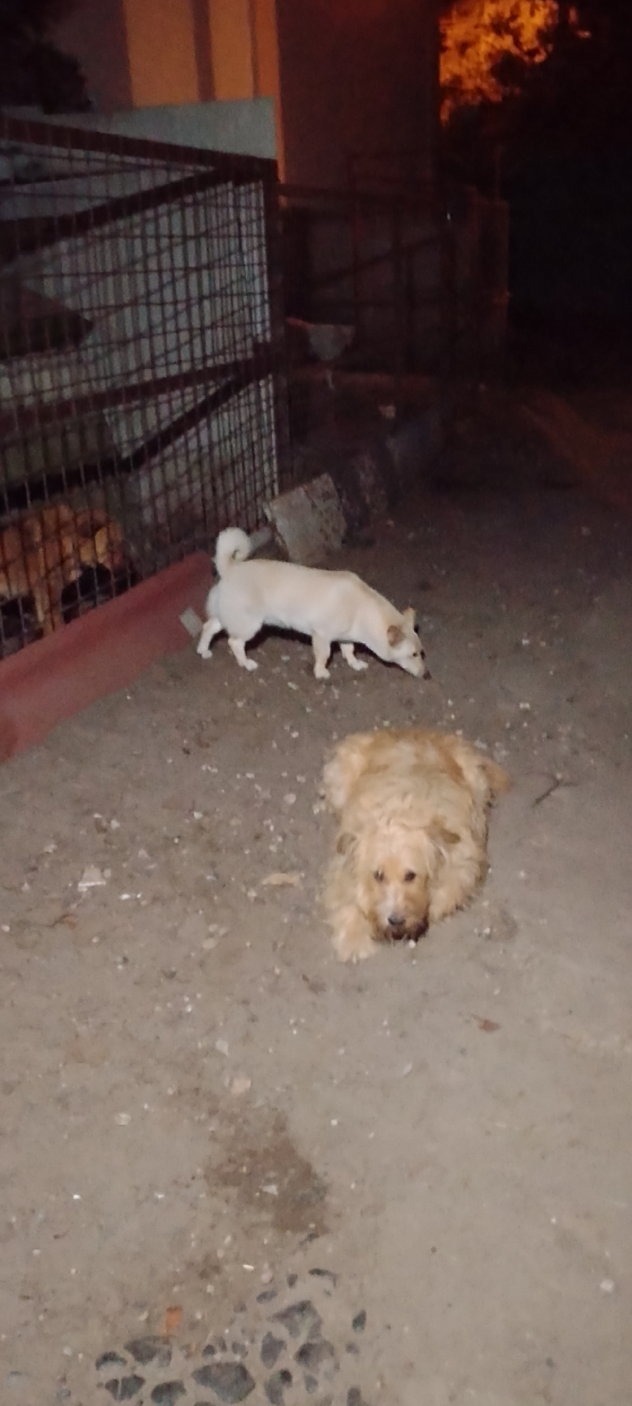 A dimly lit outdoor scene shows two dogs. In the foreground, a light brown, shaggy dog is lying down and looking towards the camera. Behind it and to the left, a slender, pale tan dog with a white tail is standing and appears to be sniffing the ground. A metal cage structure is visible to the far left of the image, and a hint of another dog can be seen inside it. The ground is covered in dirt and gravel. The background is dark and indistinct, with some blurry illumination suggesting it is nighttime. The location is identified as Belgorod, Russia.