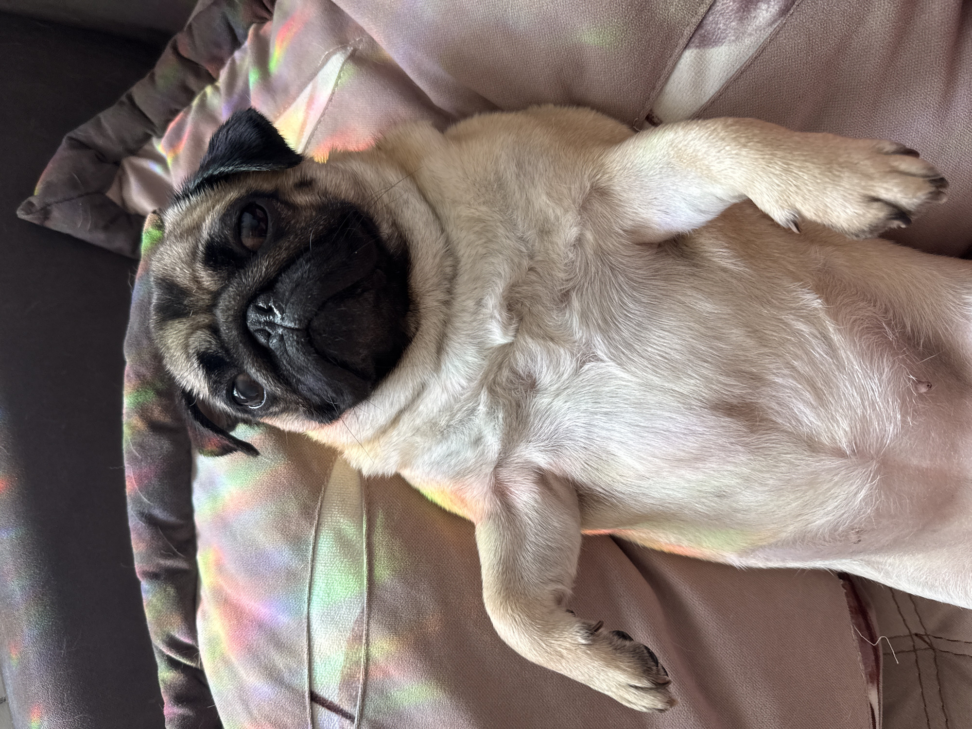 A fawn pug dog is lying on its back on a soft, textured surface that appears to be a blanket or cushion. The pug is looking directly at the camera with its head tilted slightly. The dog's fawn-colored fur is soft and short, and its black facial markings are prominent. Its eyes are dark and round, and its characteristic wrinkled snout is visible. The pug's belly and paws are exposed, and its legs are splayed out.
The surface the pug is lying on is a muted pinkish-brown color and has a subtle sheen. There are also patches of colorful light, appearing to be rainbow refractions, cast across the surface and the pug's fur. These light effects suggest the presence of a light source, possibly sunlight, passing through a prism or a reflective object. The background to the left is darker and appears to be a couch or a similar piece of furniture.
The pug appears relaxed and comfortable, with its body in a passive pose. The lighting suggests it might be daytime, possibly late afternoon or early morning, given the soft, diffused quality of the light and the presence of rainbow refractions. The overall impression is one of a cozy and peaceful moment. There is no visible text in the image.