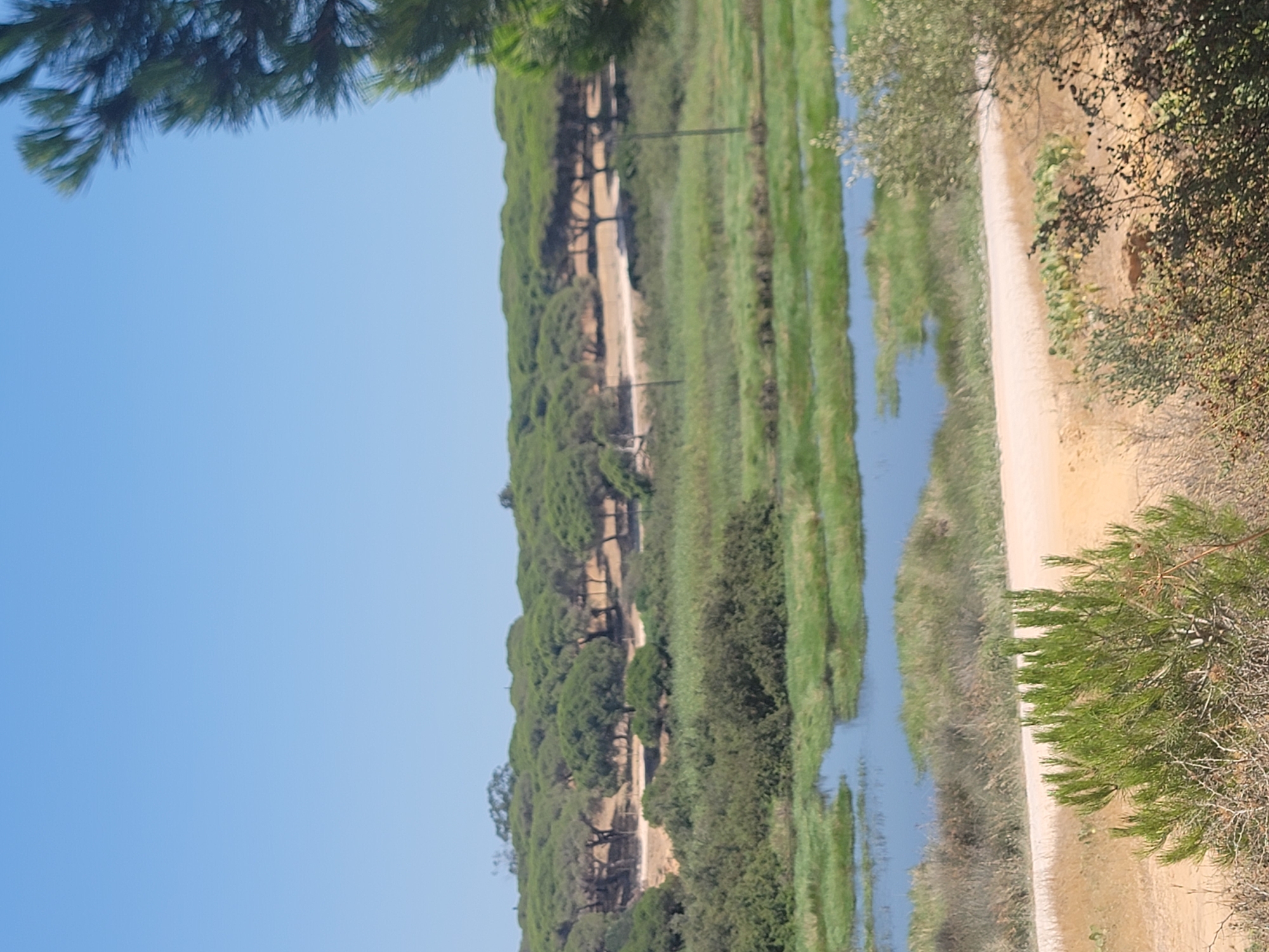 The image depicts a natural landscape with a clear blue sky. In the foreground, a dirt road curves along the bottom of the frame. To the left of the road, a dense cluster of green pine needles is visible. Beyond the road, a body of water with green grassy banks stretches across the middle ground. In the background, a line of trees forms a dense canopy against the horizon, with a few scattered trees visible amongst them. The overall scene suggests a natural reserve or park area.