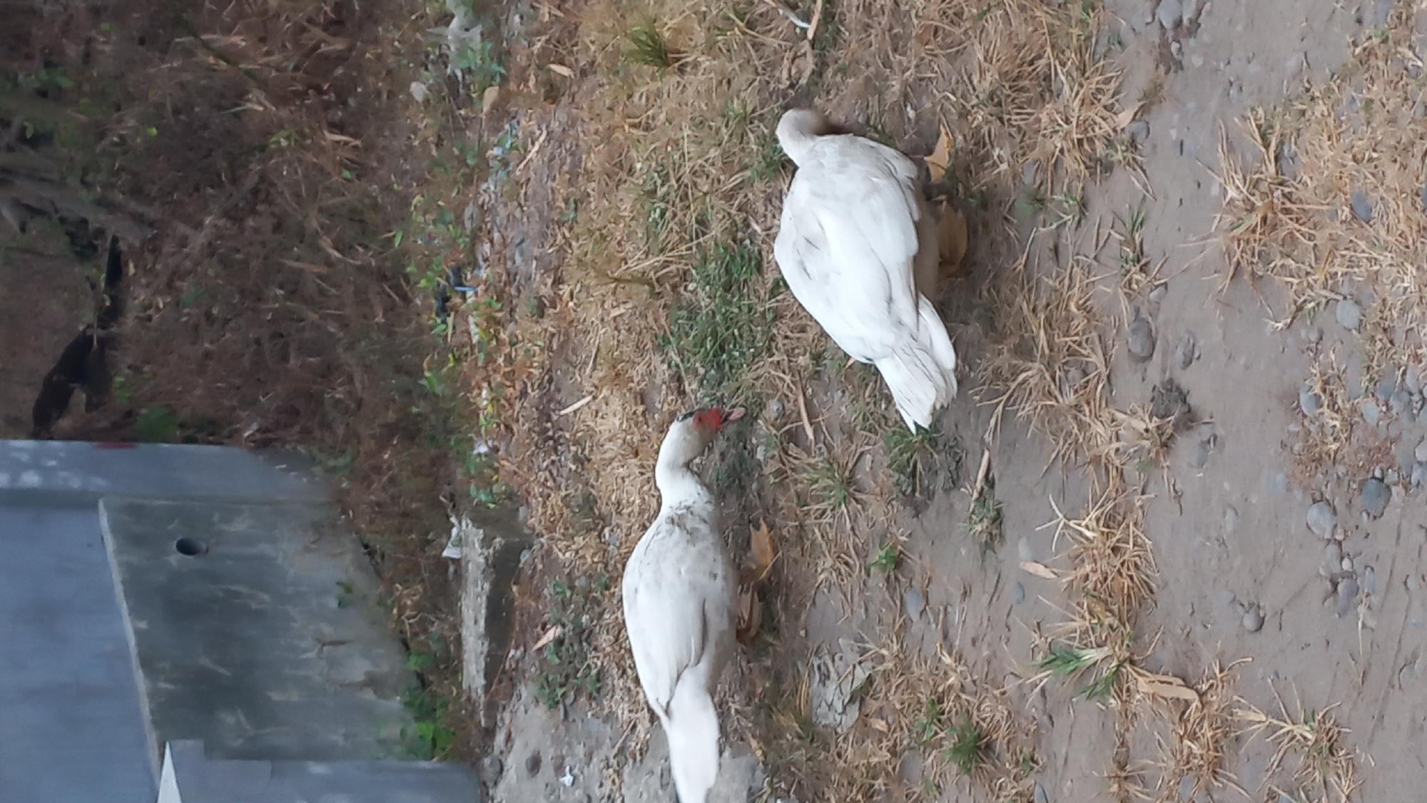 This is a full-body, eye-level, slightly blurry photograph of two white Muscovy ducks foraging on dry, patchy grass and dirt. The duck on the left is partially facing the camera, with its head down, appearing to peck at the ground. It has a prominent red caruncle around its eye and beak. Its body is white with some black markings on its wings, and its feet are orange. The duck on the right is mostly facing away from the camera, with its head down and its tail feathers slightly raised. Its body is white, and its feet are also orange. The background consists of dry, brown vegetation, some scattered rocks, and a weathered, gray concrete structure on the left. The overall environment appears to be an outdoor, possibly semi-rural or undeveloped area within the city of Pare, Indonesia. The lighting suggests it is daytime.