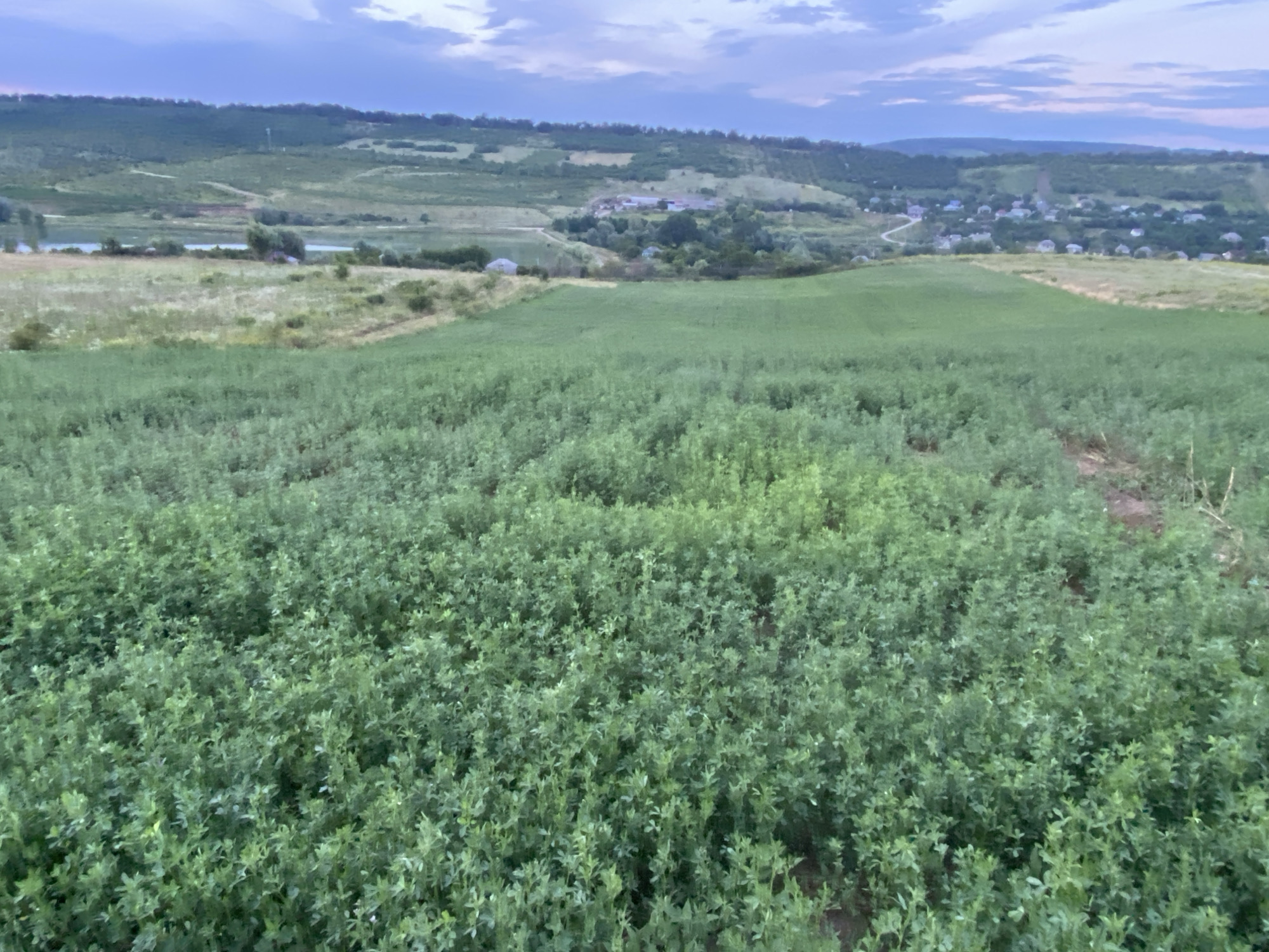 The image shows a wide, verdant field of what appears to be alfalfa or a similar crop, filling the foreground and midground. The plants are lush and green, with a dense, bushy appearance. In the distance, the landscape transitions to rolling hills covered in a mix of vegetation and scattered houses, indicative of a rural or semi-rural setting. A body of water is visible on the left side of the image, nestled amongst the hills. The sky above is cloudy, with hints of twilight or early morning light, suggesting the photograph was taken during the transitional hours of the day. The overall impression is one of a peaceful, agricultural landscape. The presence of scattered buildings and the rolling terrain are consistent with the general geography of the region around Horodca, Moldova, a country known for its agricultural lands and rolling hills. There are no people or animals visible in the image.