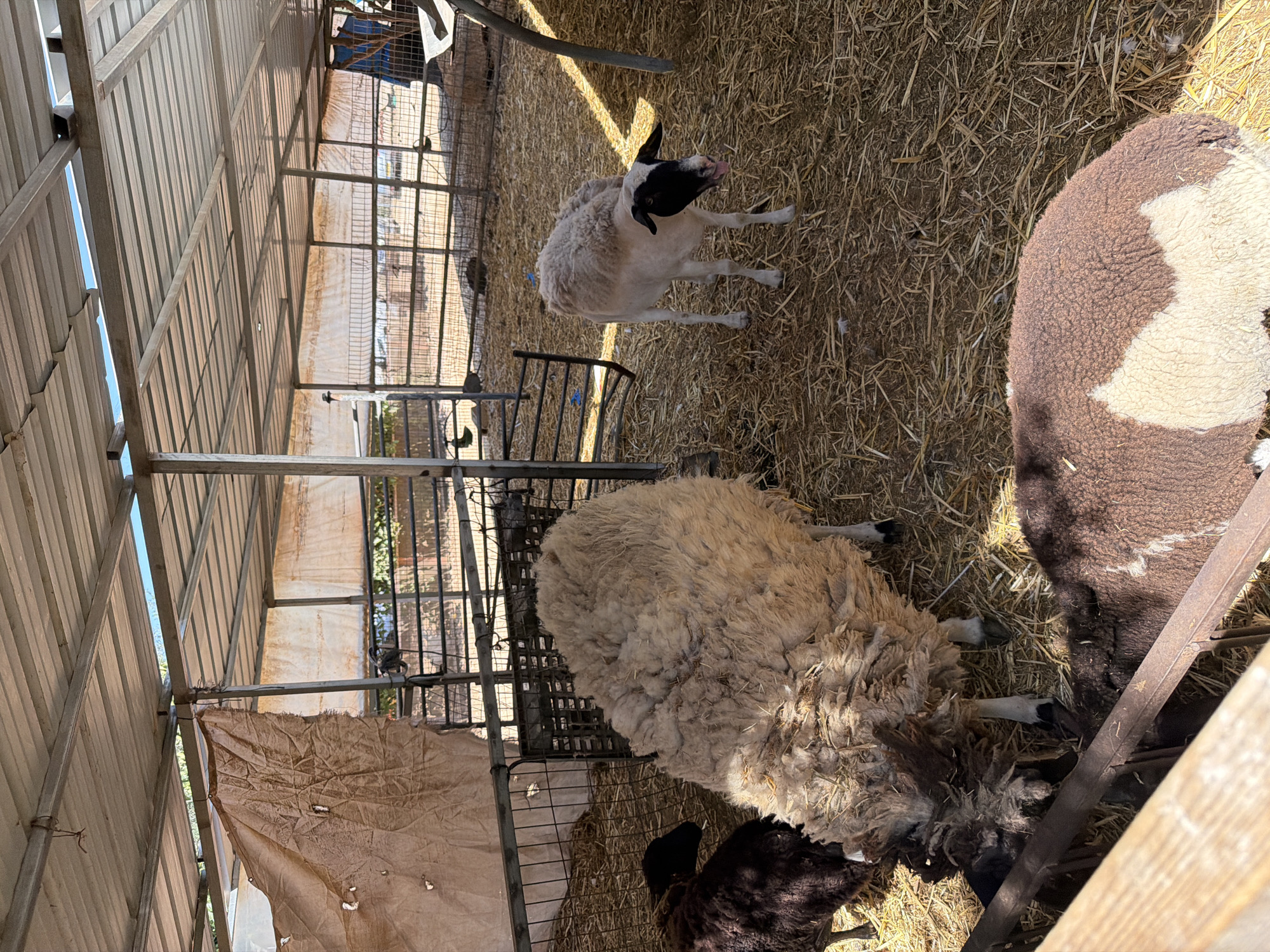 In Mate Asher Regional Council, Israel, a sheep enclosure is depicted. The enclosure features a corrugated metal roof supported by metal beams and poles, with a light-colored tarpaulin hanging on the left side, partially obscuring the background. The ground is covered with straw and hay. Several sheep are present. In the foreground, a large sheep with shaggy, light-brown wool is eating from a trough. To its left, a black sheep is also visible. Further into the enclosure, a white and black sheep stands, looking towards the viewer with its tongue out. In the background, metal fencing separates different areas of the enclosure. The overall scene is one of a functional agricultural setting.
