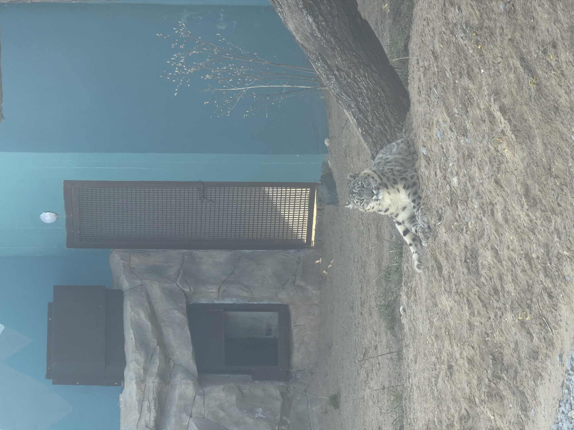 The image shows a snow leopard in an enclosure at the Perm Zoo in Perm, Russia. The enclosure has a light blue painted wall on the left, a metal mesh gate, artificial rock formations, and a tree trunk and dirt slope on the right. The snow leopard is standing on the dirt slope near the tree trunk.