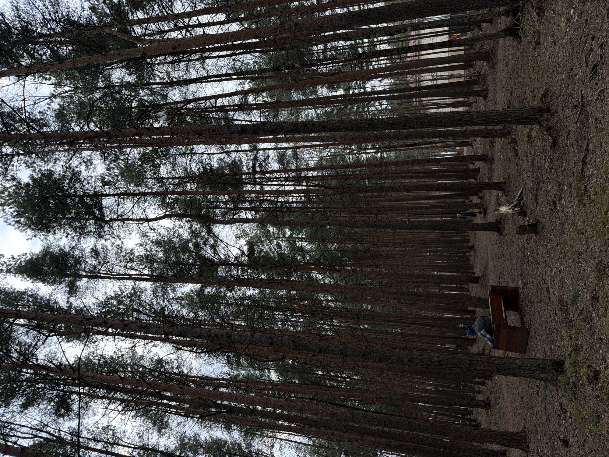 This image captures a serene forest scene in Lavriki, Russia, dominated by numerous tall, slender pine trees. The trees stand in dense rows, their dark, rough trunks extending upwards to meet an overcast or cloudy sky. Their crowns, partially obscured by the high angle of the shot, display the characteristic needle-like foliage of pines.
The forest floor is covered with dry, earthy tones of fallen leaves, pine needles, and sparse vegetation, indicating a cool season such as late autumn or early spring. In the middle ground, towards the right side of the image, a person is seated on a wooden park bench. The individual is dressed in a dark hooded jacket and plaid trousers, appearing to be resting or observing their peaceful surroundings.
Through the gaps in the tree line in the distance, hints of buildings or structures are visible, suggesting the forest is located near a developed area. The time of day is daytime, but the overcast sky creates soft, diffused lighting throughout the scene, contributing to a quiet and contemplative atmosphere. There is no visible text present in the image.