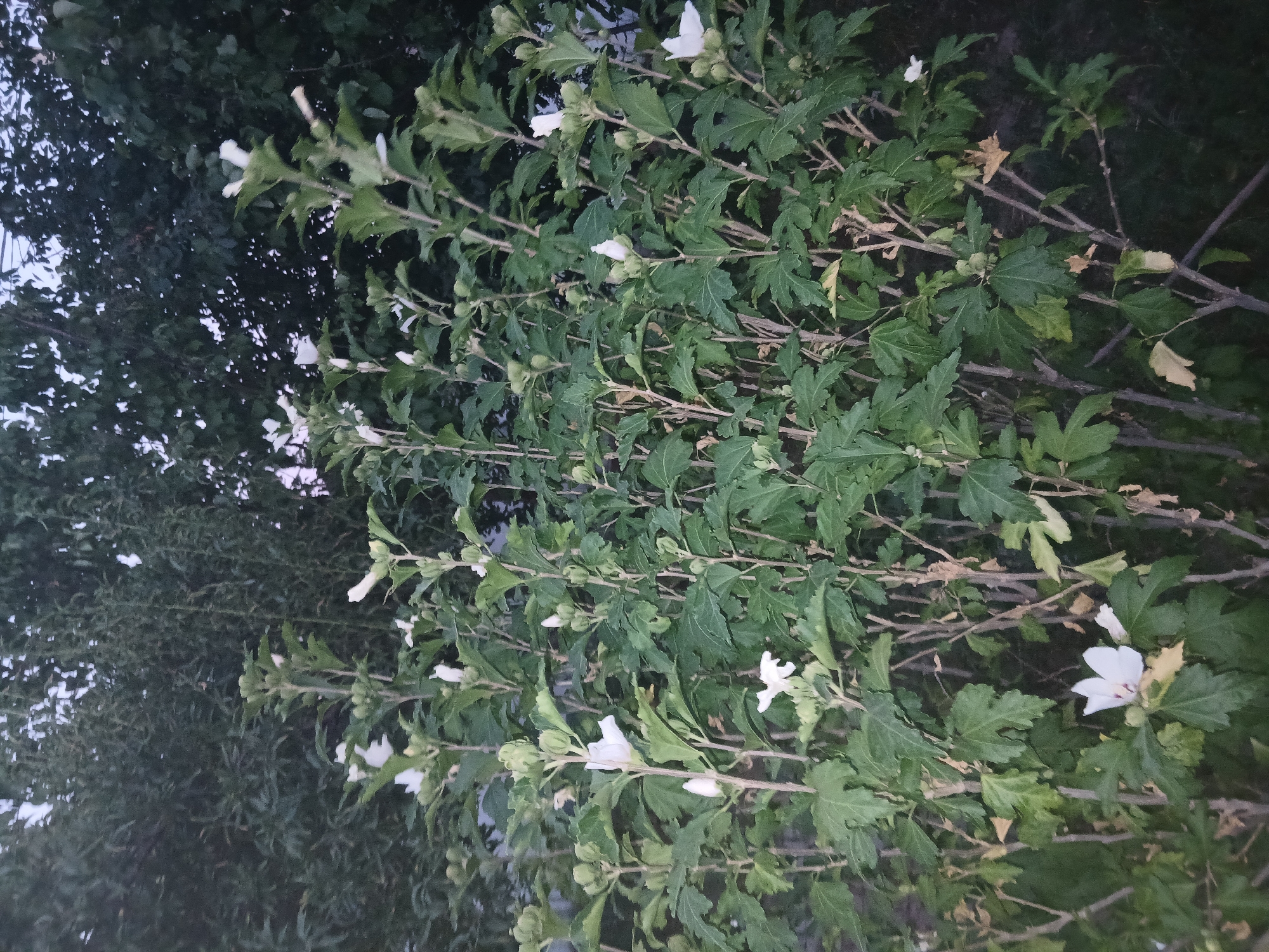The image depicts a close-up, eye-level view of a dense green shrub with numerous white flowers and buds. The shrub is in the foreground, with dark green foliage and thin, woody stems. Several white flowers, some fully bloomed and others still in bud, are scattered throughout the plant. The background is out of focus, showing darker green trees or dense vegetation. The lighting suggests it is either dusk or a shaded area. There are no people or animals visible in the image. The scene appears to be outdoors, likely in a garden or natural setting. No specific landmarks or details definitively place the image in Shymkent, Kazakhstan.