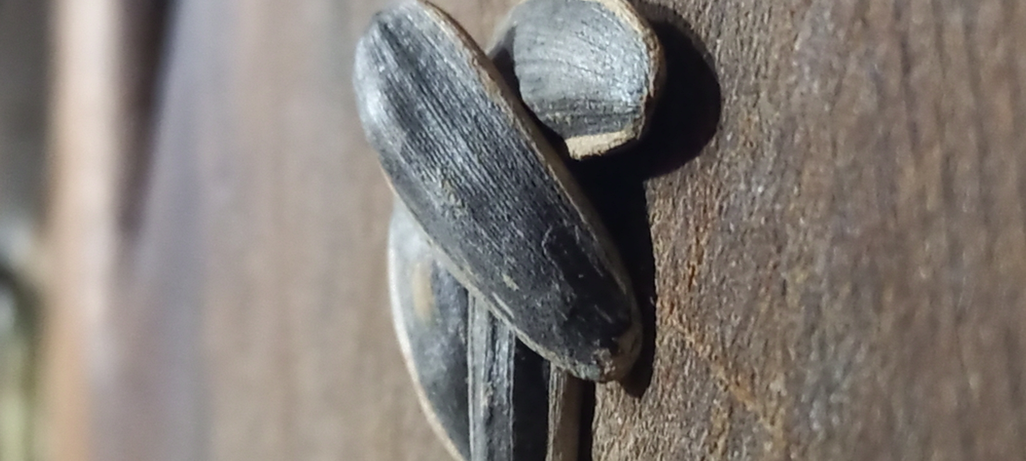 A macro photograph presents a close-up view of multiple sunflower seeds resting on a textured, rusty surface in Kryvyi Rih, Ukraine. The main subject is a prominent, dark-shelled sunflower seed, sharply in focus, displaying fine longitudinal striations on its surface and slight wear. Another seed, possibly a broken shell fragment, is visible directly behind it, and a third seed is partially obscured below the main one.
The seeds are positioned on a rough, granular surface that exhibits mottled patterns of brown, orange, and dark grey, indicative of rusted metal or very old, weathered wood. This surface creates a stark textural contrast with the smooth lines of the seeds. The background is blurred, showing soft, indistinct shades of light brown, beige, and grey, suggesting a shallow depth of field. Lighting appears to come from the upper right, casting distinct shadows of the seeds onto the textured surface. There is no specific activity taking place, nor are there any people or visible text in the image. The time of day is not discernable, but the lighting suggests either natural light in a shaded area or artificial illumination.