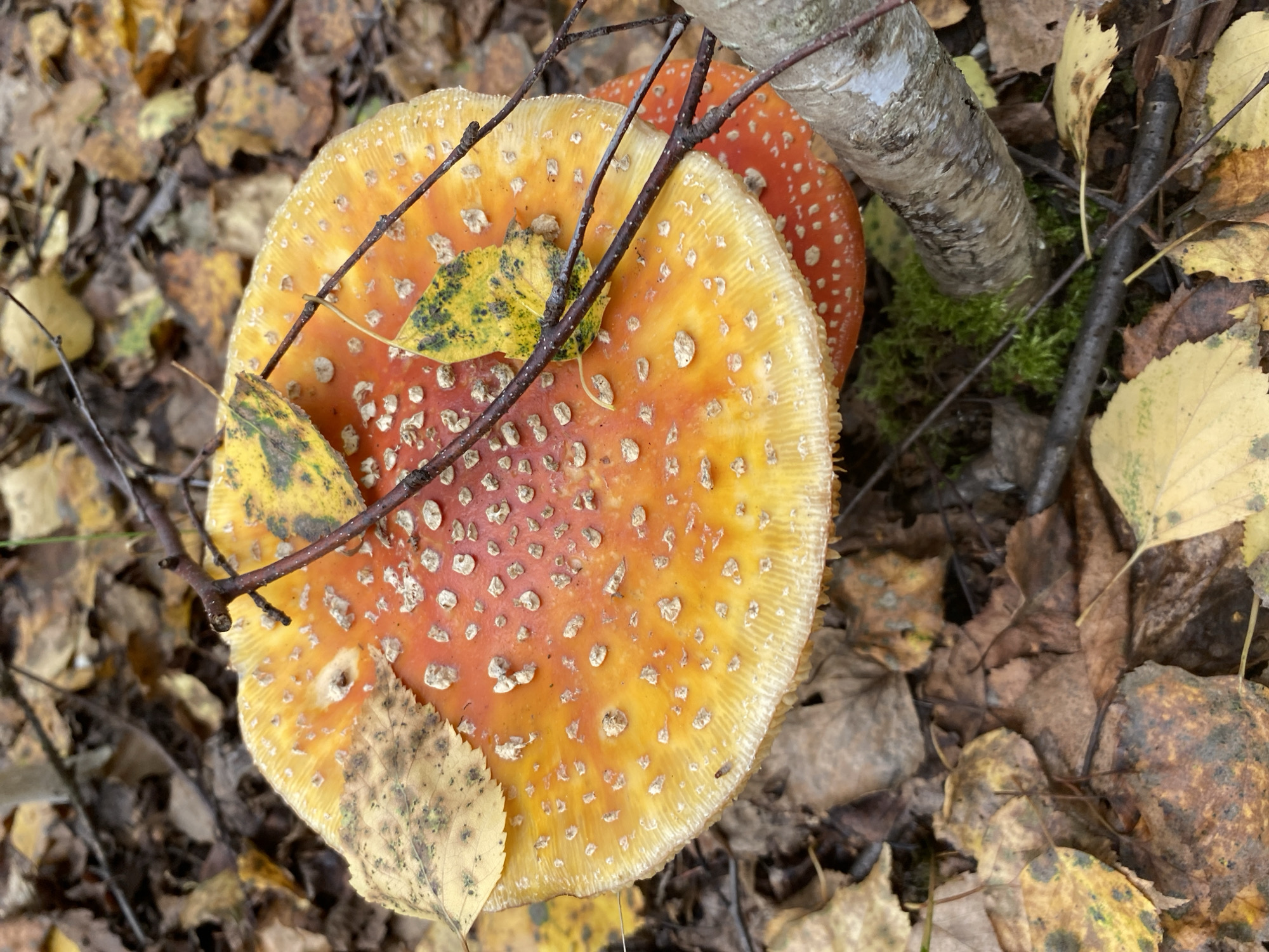 This is a close-up, eye-level shot of two Amanita muscaria mushrooms on the forest floor. The larger mushroom in the foreground has a bright red cap with white flecks and a yellow-orange border. Two yellowed leaves and a thin brown twig rest on its cap. The second mushroom, partially visible beneath the first, also displays a red cap with white spots. The ground surrounding the mushrooms is covered in fallen brown and yellow leaves, with some moss visible around the base of a small tree trunk. The lighting is natural, suggesting an outdoor environment. There are no people or animals present. This scene is typical of a forest in autumn. The location in Noviy, Russia is inferred from the context and not directly visible in the image.