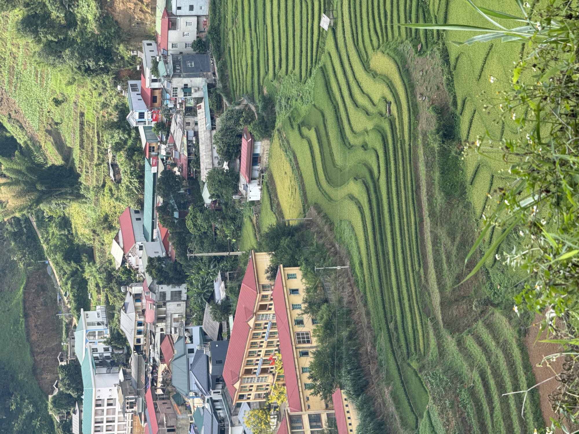 This panoramic image captures a vibrant scene of a town nestled amidst terraced rice fields in Lao Chai, Vietnam. The landscape is dominated by lush green mountainous slopes, intricately carved into undulating patterns of rice paddies. The fields display varying shades of green, indicative of different stages of crop growth, and incorporate small, rustic huts.
The town itself is built into the hillside, featuring a dense cluster of houses and multi-story buildings. These structures exhibit a diverse palette of roof colors, including prominent reds, greys, blues, and white, intermingled with natural greenery. A notable feature is a large, yellow multi-story building with a red roof, prominently displaying a Vietnamese flag. Power lines and poles are visible, indicating the presence of infrastructure throughout the settlement.
The photograph is taken from an elevated perspective, with tall green foliage in the immediate foreground, providing a natural frame. The bright, even lighting suggests it is daytime, likely a clear morning or afternoon, contributing to the vivid colors of the landscape. The absence of harsh shadows indicates sunny or partly cloudy conditions. The scene portrays a harmonious blend of human settlement and agricultural activity, characteristic of mountainous regions in Southeast Asia, highlighting the ingenuity of terraced farming.