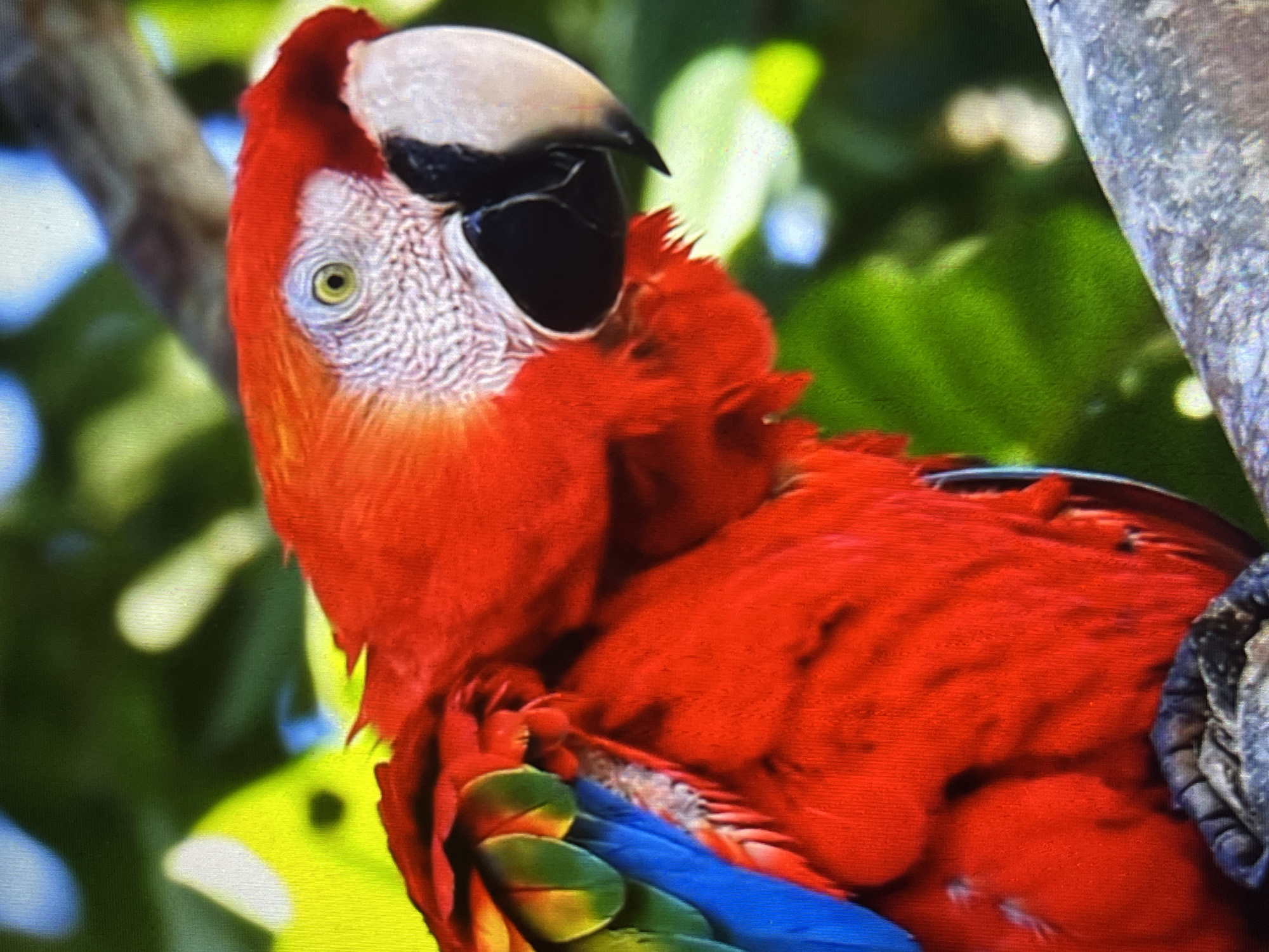 A close-up shot features a scarlet macaw perched on a tree branch. The macaw has vibrant red plumage on its body, with green and blue feathers visible beneath its wing. Its head is predominantly red with a white, featherless face around the eye and beak. The upper beak is a light horn color, and the lower beak is black. The macaw's eye is a yellowish-green. The background consists of blurred green foliage and a gray tree branch. The location in the city of Tinaquillo, Venezuela is not identifiable from the image.