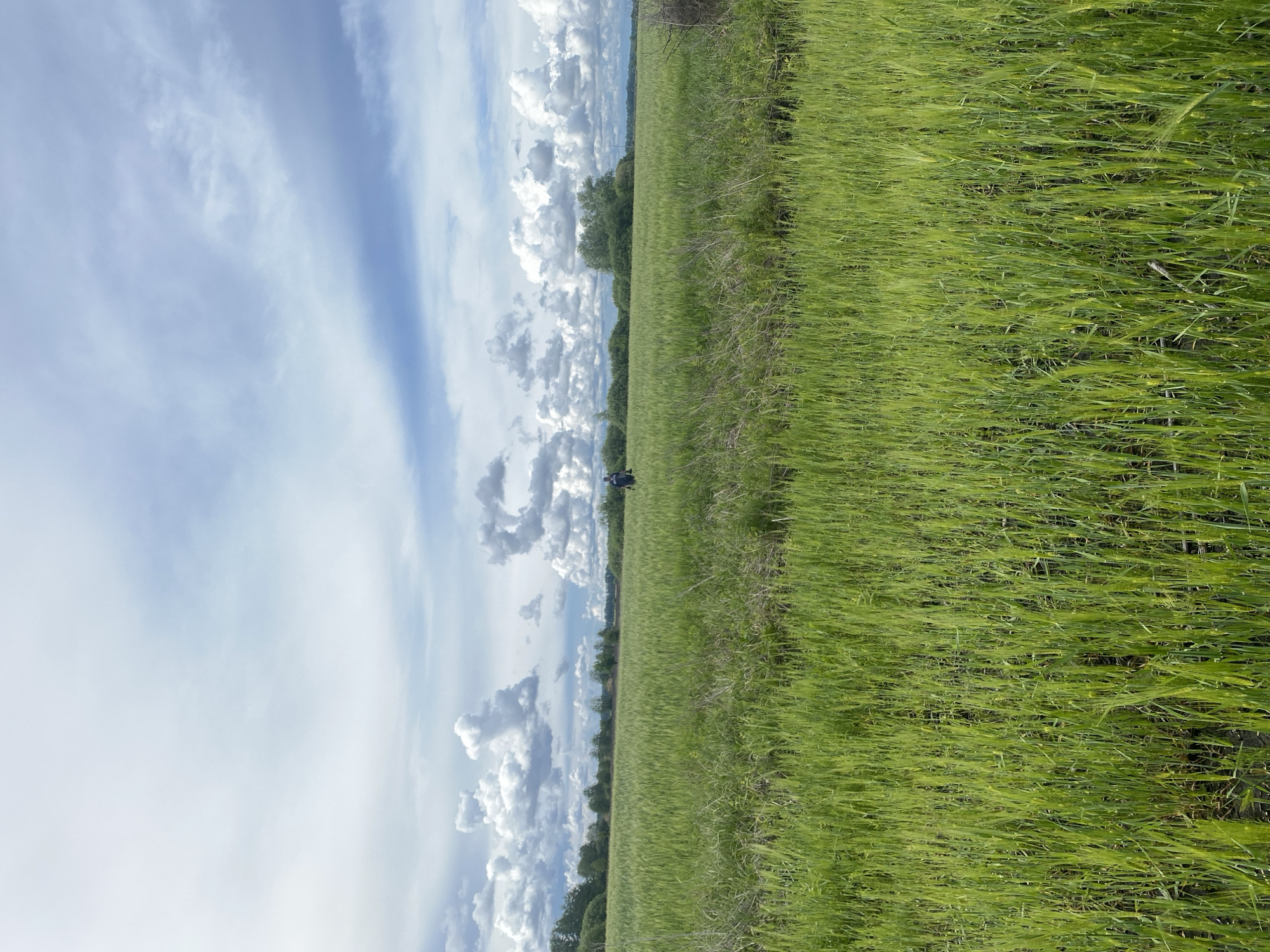 The image shows a field in Matiashivka, Ukraine, under a partly cloudy sky. The field is predominantly green with tall grass or crops. A line of trees or shrubs is visible in the distance. A person is standing in the field.