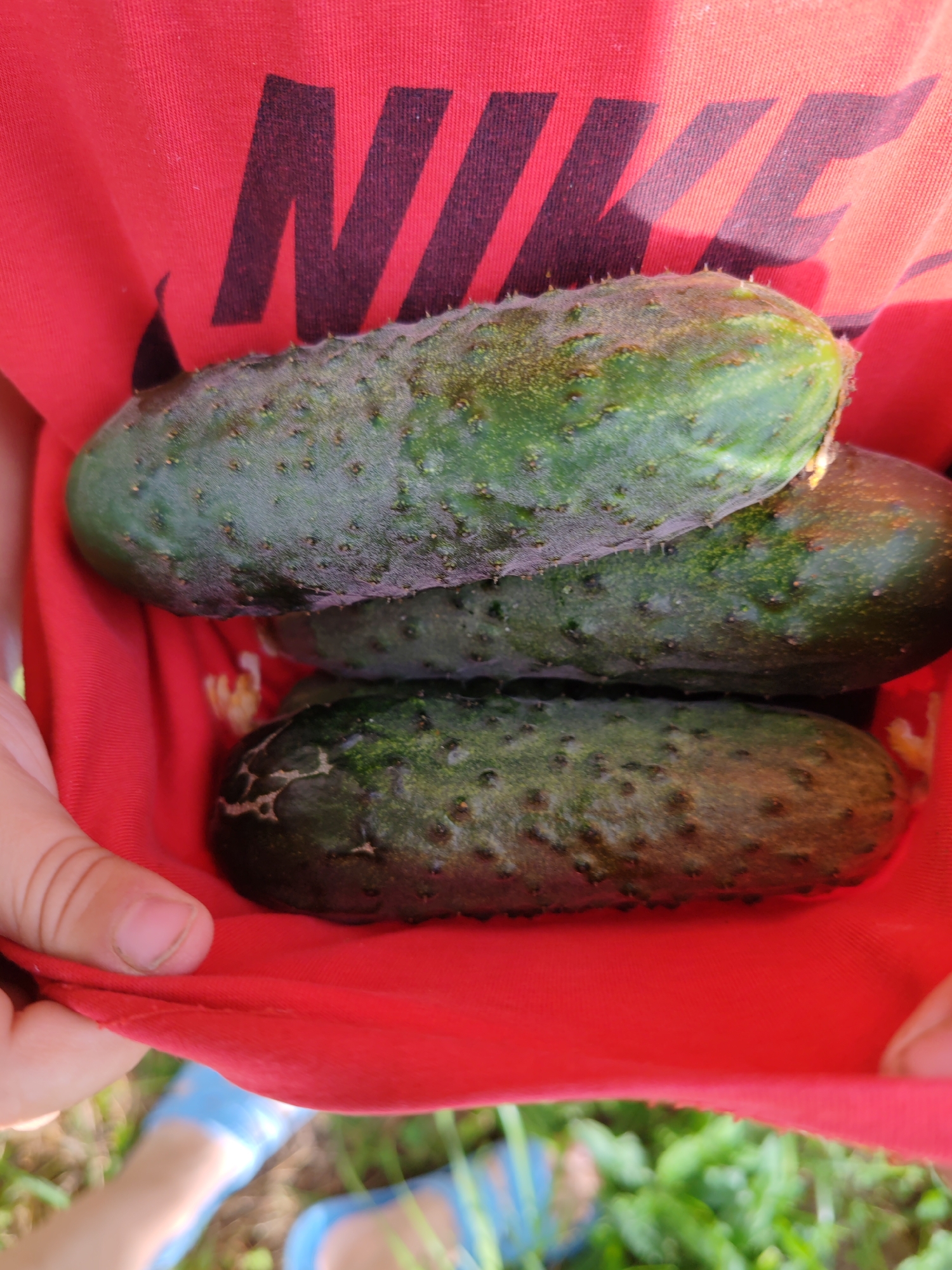 A close-up shot shows three cucumbers being held in the folds of a red t-shirt with a black Nike logo. The cucumbers are bumpy and green with some lighter colored patches. The t-shirt is stretched and somewhat bunched up. A hand is visible on the left side of the image, holding the fabric. In the background, out of focus, are green grass and what appear to be blue sandals. The image is likely taken outdoors on a sunny day, given the lighting and the presence of vegetation. The setting is not specifically identifiable as Чухлэм, Russia, as no landmarks or characteristic elements of that location are present.