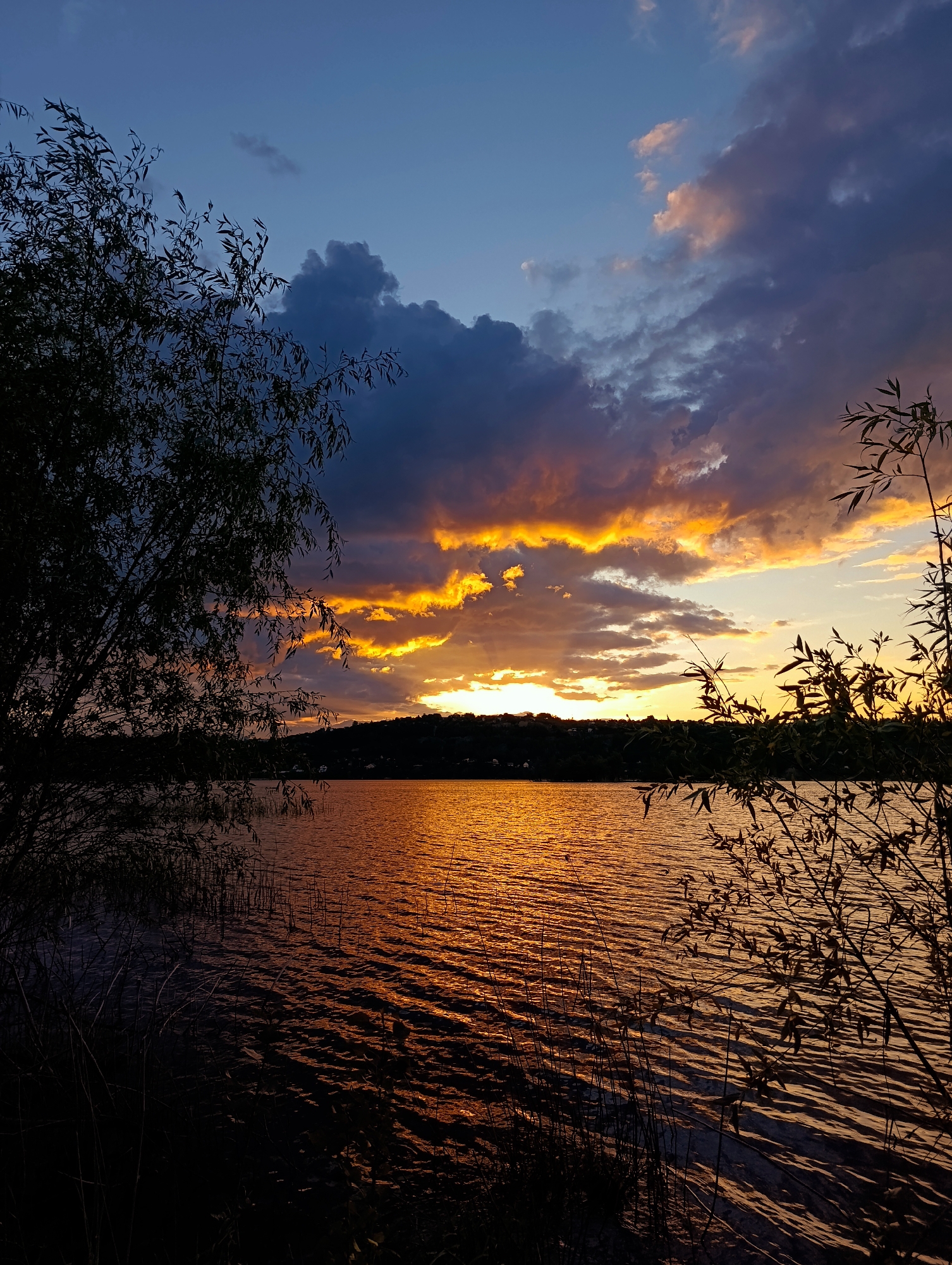 This vertical photograph captures a sunset over a body of water, depicting a scene that, as indicated, is located in the city of Saratov, Russia. The sky transitions from a deep blue in the upper left to lighter blue and then to vibrant orange and yellow hues near the horizon, where the direct light source of the sun is obscured by clouds. Dark, voluminous cumuliform clouds are prominent across the mid-to-upper sky, particularly on the right, with their undersides intensely illuminated in fiery orange and gold. The lower half of the image features a wide expanse of water, with its surface disturbed by ripples that create a dynamic reflection of the golden-orange light. On the immediate left, the silhouette of a tree with slender leaves, likely a willow, frames the view, extending from the bottom edge upwards. Similar, smaller silhouetted foliage is visible along the lower right edge and partially submerged in the water along the foreground shoreline, which also shows dark, linear elements consistent with reeds. A dark, undulating landmass, appearing as a distant, tree-covered shore or hills, forms the horizon line across the water. No individuals or explicit human-made structures are prominently visible within the frame.
