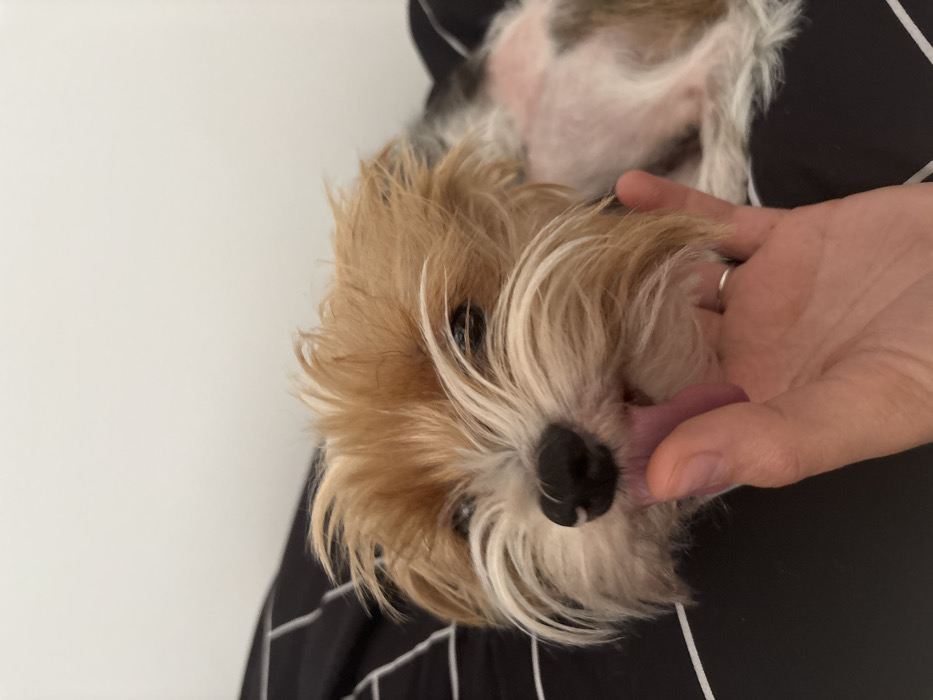 A small, tricolor canine, predominantly tan, white, and dark brown, is depicted in a close-up, horizontal orientation. The canine's head is positioned centrally, with its pink tongue extended to make contact with the tip of a human finger. The canine's fur appears disheveled, particularly around its muzzle and the top of its head, with prominent white fur around its snout. Its right eye is partially visible. A human hand, exhibiting a plain silver band-style ring on the fourth digit (ring finger), is present in the lower-right quadrant of the frame, providing the finger being licked. The subjects are situated on a black textile featuring thin white stripes, consistent with bedding material. A plain, light-colored wall forms the background. The specific location within Gunzenhausen, Germany, is indeterminable from the visual evidence.