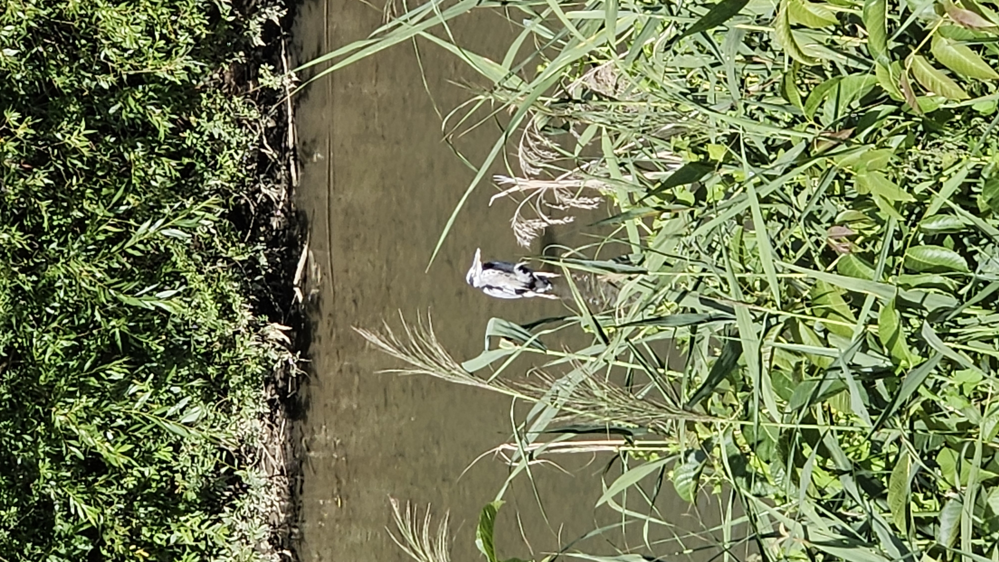 The image depicts a heron standing in shallow water, partially obscured by tall green reeds and grasses. The heron is grey and white with a long beak, and its legs are submerged in the water. In the background, there is a dense line of green foliage, likely trees or bushes, bordering the water. The water itself is murky and reflects the surrounding greenery. The scene appears to be a natural environment, possibly a park or a riverbank.
As the original prompt specified Prešov, Slovakia, and this image is a depiction of a natural scene, it is highly probable that this image was taken at a location with water bodies and vegetation within or near the city of Prešov. Some potential areas could include the Torysa river, its tributaries, or any park with a pond or lake. However, without further context or identifying landmarks, pinpointing the exact location in Prešov is not possible solely from the visual information provided in the image.