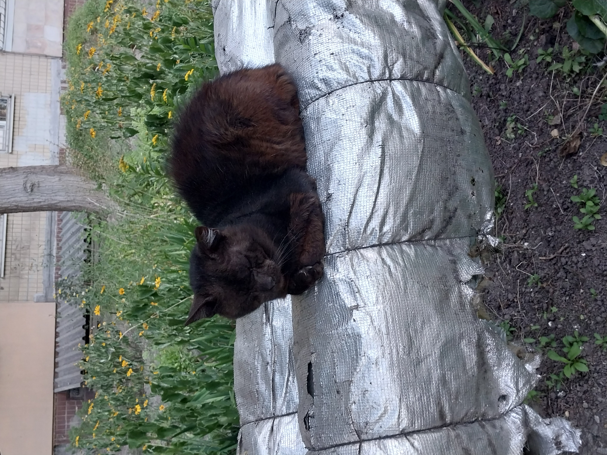 A black cat with reddish-brown undertones is curled up, sleeping on a large, silver-colored, cylindrical object covered in a quilted, reflective material. The object appears to be wrapped or insulated. The cat is positioned on top of the object, facing left, with its head tucked down. Its paws are tucked underneath it. The background shows a patch of green grass and a cluster of yellow flowers, with a portion of a building and a tree trunk visible behind them. The ground in the foreground is dark soil with some scattered green plants. The overall impression is a quiet, outdoor scene, possibly in a garden or yard area. The scene is not specifically identifiable as being in Dnipro, Ukraine.