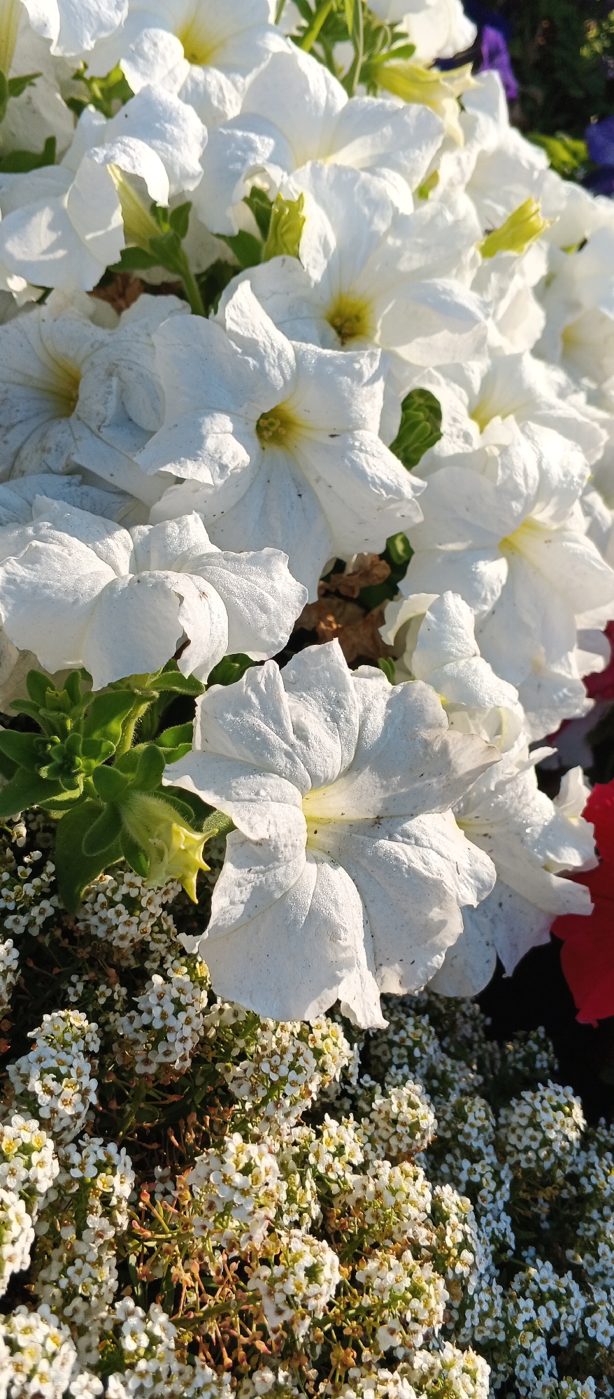 The image captures a close-up view of a vibrant flower bed, likely in Smila, Ukraine, given the context provided. The foreground is dominated by a cluster of large, white petunias, their petals slightly curled and textured, with hints of yellow at their centers. Tiny dew drops glisten on the surface of some of these petals, suggesting recent moisture. Behind the prominent petunias, smaller, white flowers with yellow centers, possibly alyssum, create a delicate carpet. Lush green foliage, including budding flower stalks, is interspersed throughout the arrangement. In the background, the blurred shapes of more flowers, including a hint of dark purple and a bright red bloom, add depth and color to the scene. The lighting suggests it is daytime, with sunlight casting gentle shadows and highlighting the textures of the petals. There are no people or animals visible in the frame. The overall impression is one of a well-maintained garden, showcasing a variety of flowering plants in bloom.