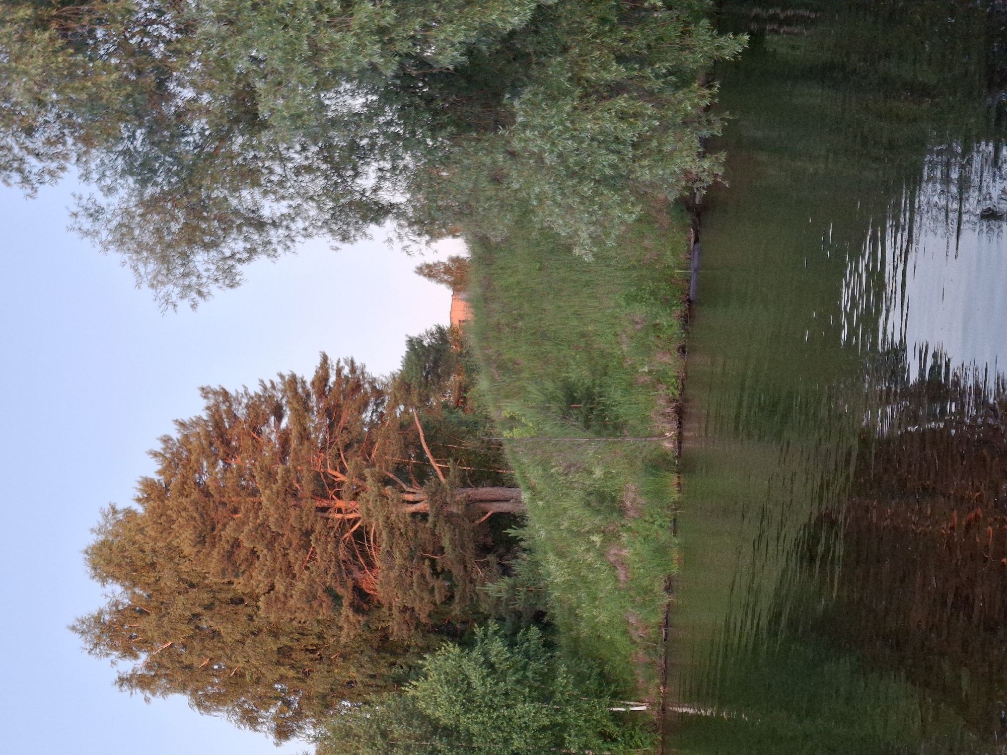 The image depicts a tranquil scene at the Kama River embankment in Chaikovsky, Russia, during the golden hour. A dense array of lush green trees, including tall pines and birches, forms a natural backdrop to the calm, dark water. The sun, low on the horizon, casts a warm, reddish glow on the foliage, creating a picturesque contrast with the clear, pale blue sky. The river reflects the surrounding greenery and the soft light, adding depth and serenity to the view. No people or specific structures are visible, emphasizing the natural beauty of the location.