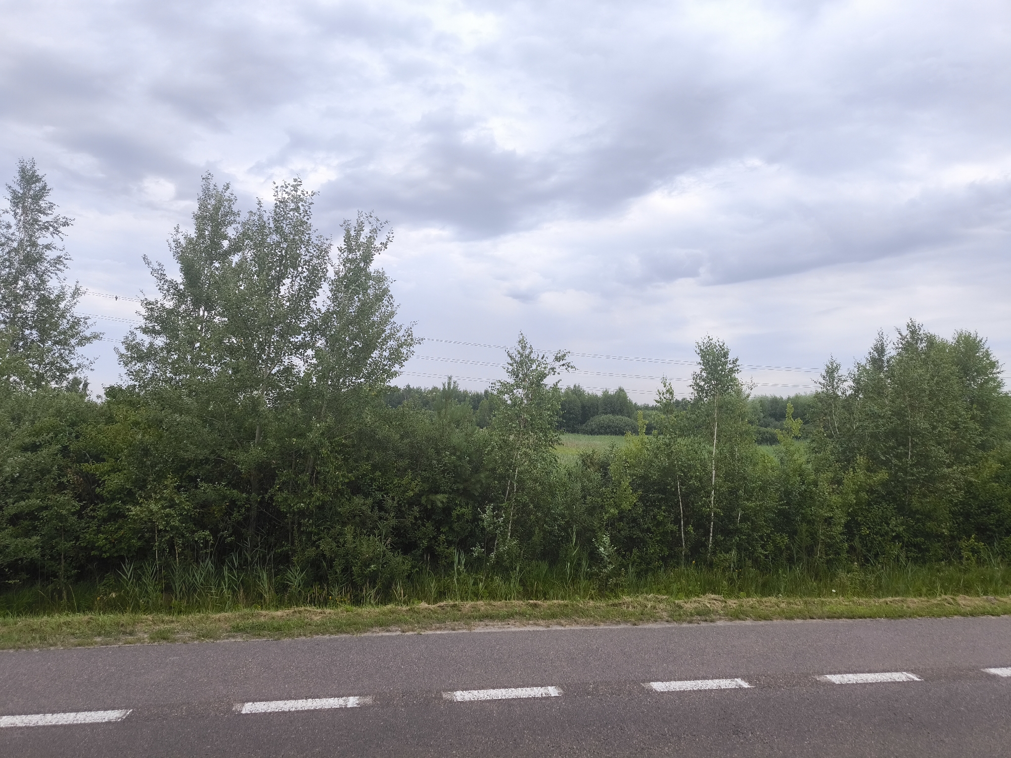 This is a wide, eye-level, medium shot of a tree line bordering a paved road under a cloudy sky. The road, in the foreground, has white dashed lines painted across it. Behind the road is a narrow strip of grass and then a dense line of trees and shrubs. The trees are predominantly deciduous, with light green foliage. Some of the trees are taller, with thin, white trunks, characteristic of birch trees. In the background, the terrain slopes upwards into a more distant, densely wooded area, possibly a forest. The sky is filled with thick, grey clouds, suggesting an overcast day. There are no people or animals visible in the image, and no specific actions or interactions are depicted. The scene appears to be a rural or semi-rural setting, likely on the outskirts of Brzeźno, Poland, given the provided context.